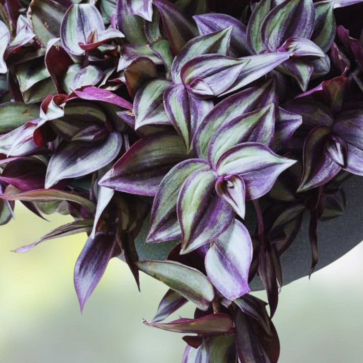 Tradescantia Zebrina Cuttings Bundle of 5 | Wandering Jew Houseplant | Easy Care Indoor Plant | Tradescantia pallida