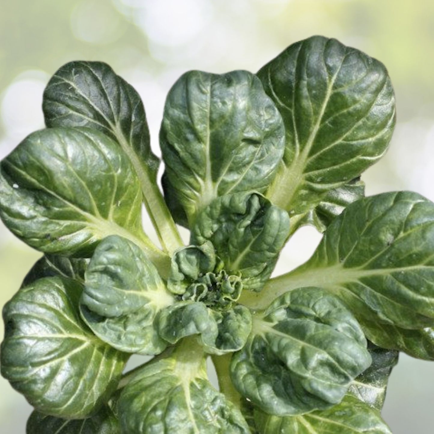 Tatsoi Seeds 300+ Count Tah Tsai Spoon Mustard Spinach Mustard Rosette Bok Choy (Brassica rapa subsp. narinosa) USA