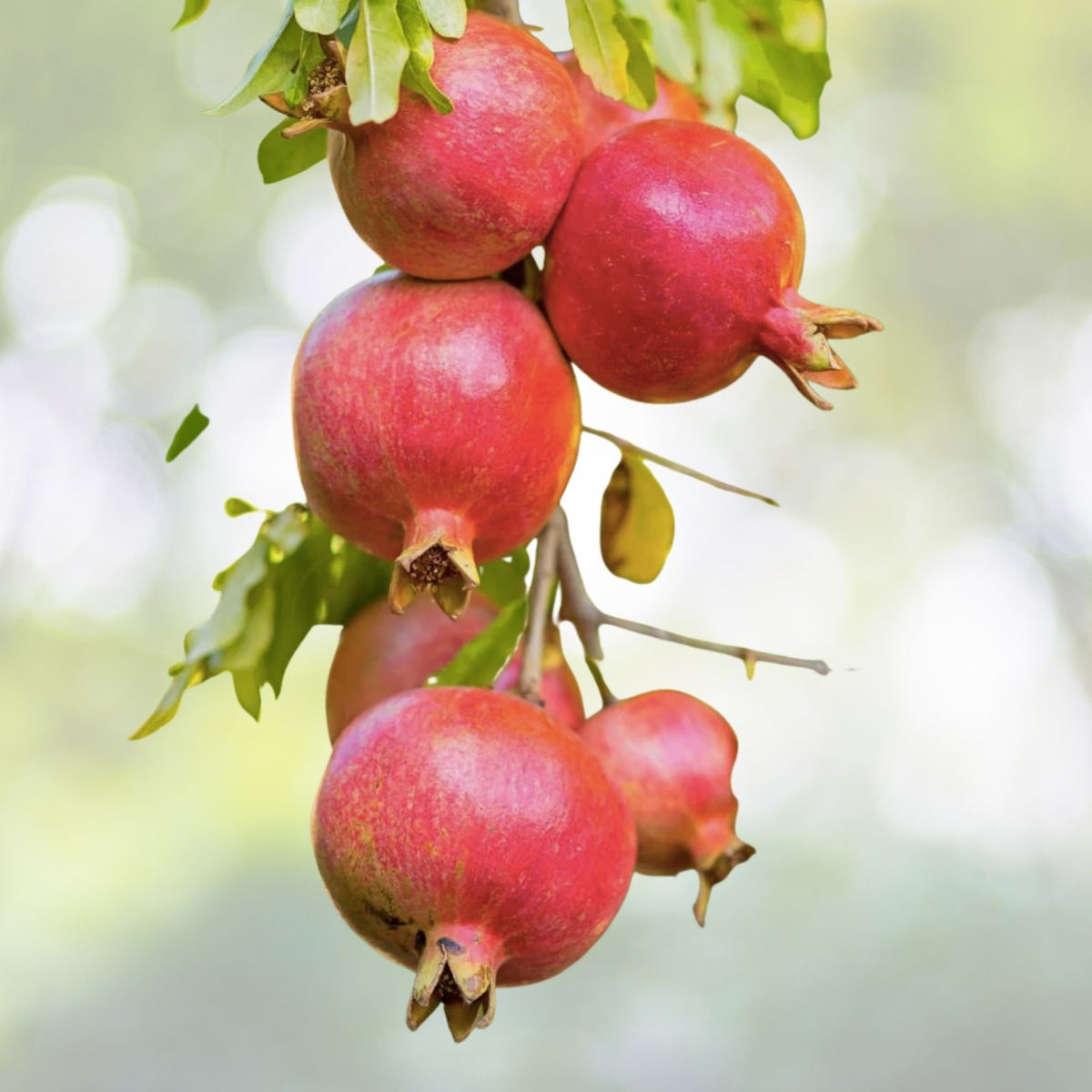 Pomegranate Fruit Tree Seedlings 6" - Wonderful Variety, Bright Red Fruit, Orange Flowers, Punica Granatum, Butterfly Attractant