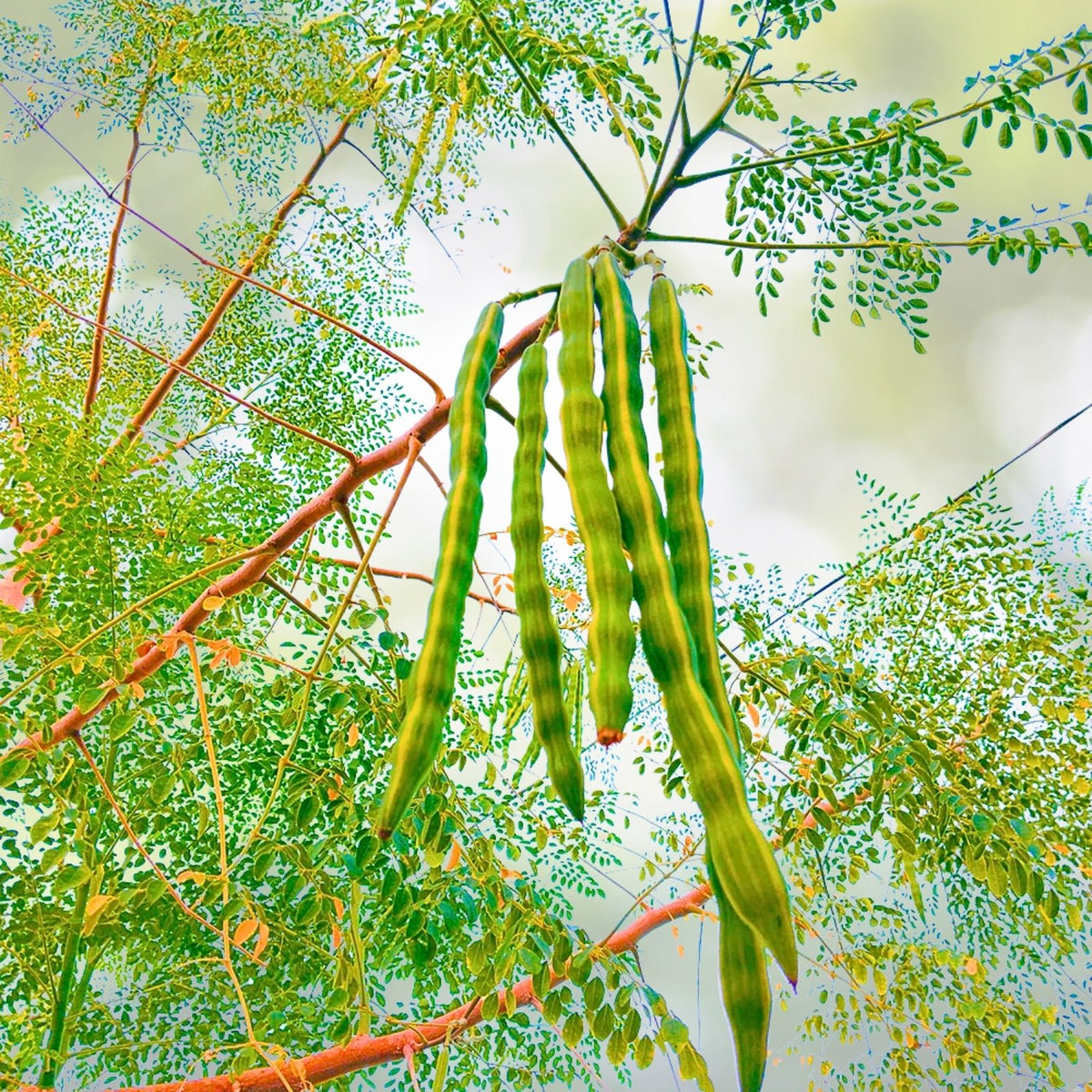 Moringa Oleifera Live Plant - 20-24 Inches - Drumstick Tree - Nutrient-Rich Superfood - Edible Leaves - Indoor/Outdoor Plant