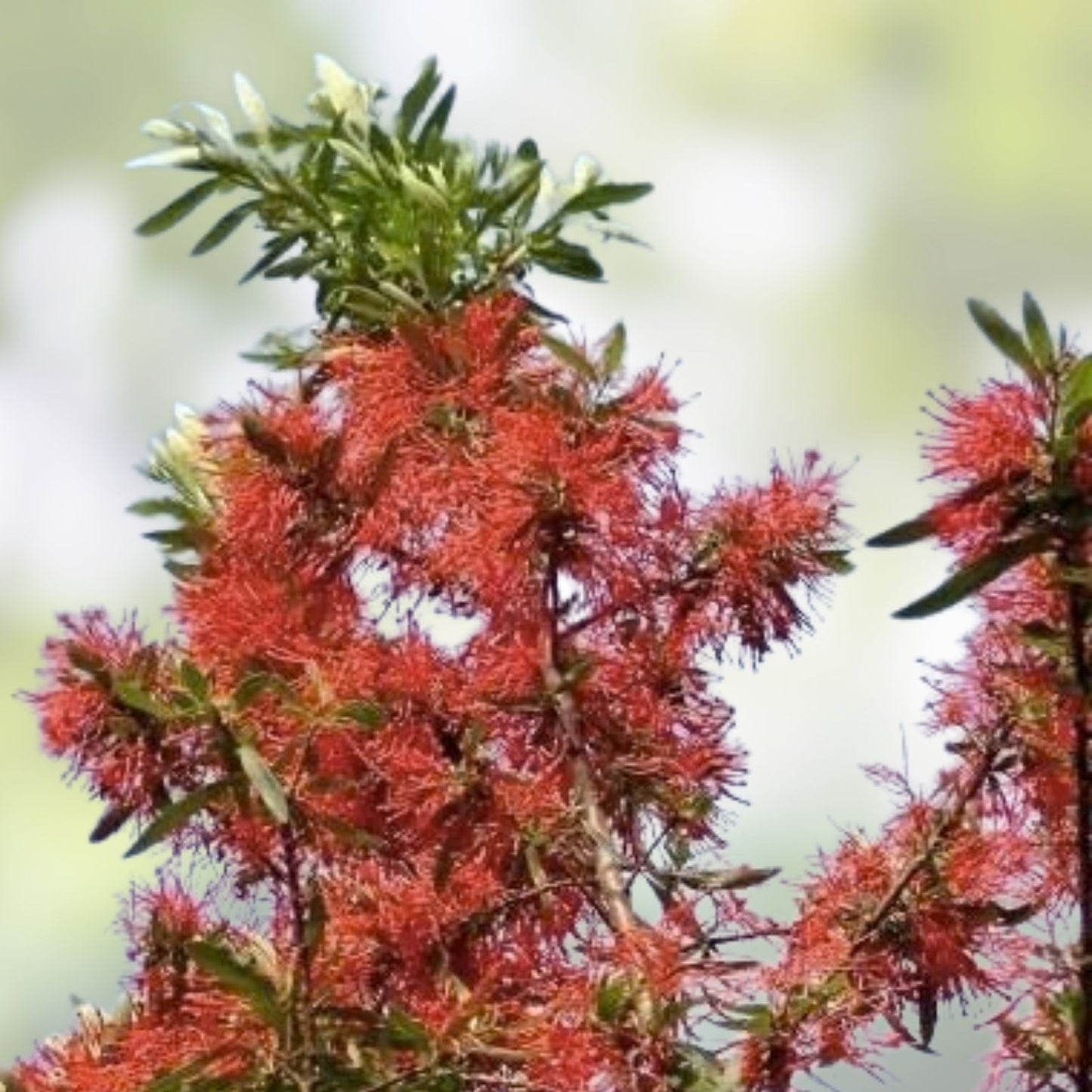 Chilean Fire Bush Seeds 20 Pack - Embothrium coccineum - Vibrant Red Flowers - Hardy Perennial Plant Seeds
