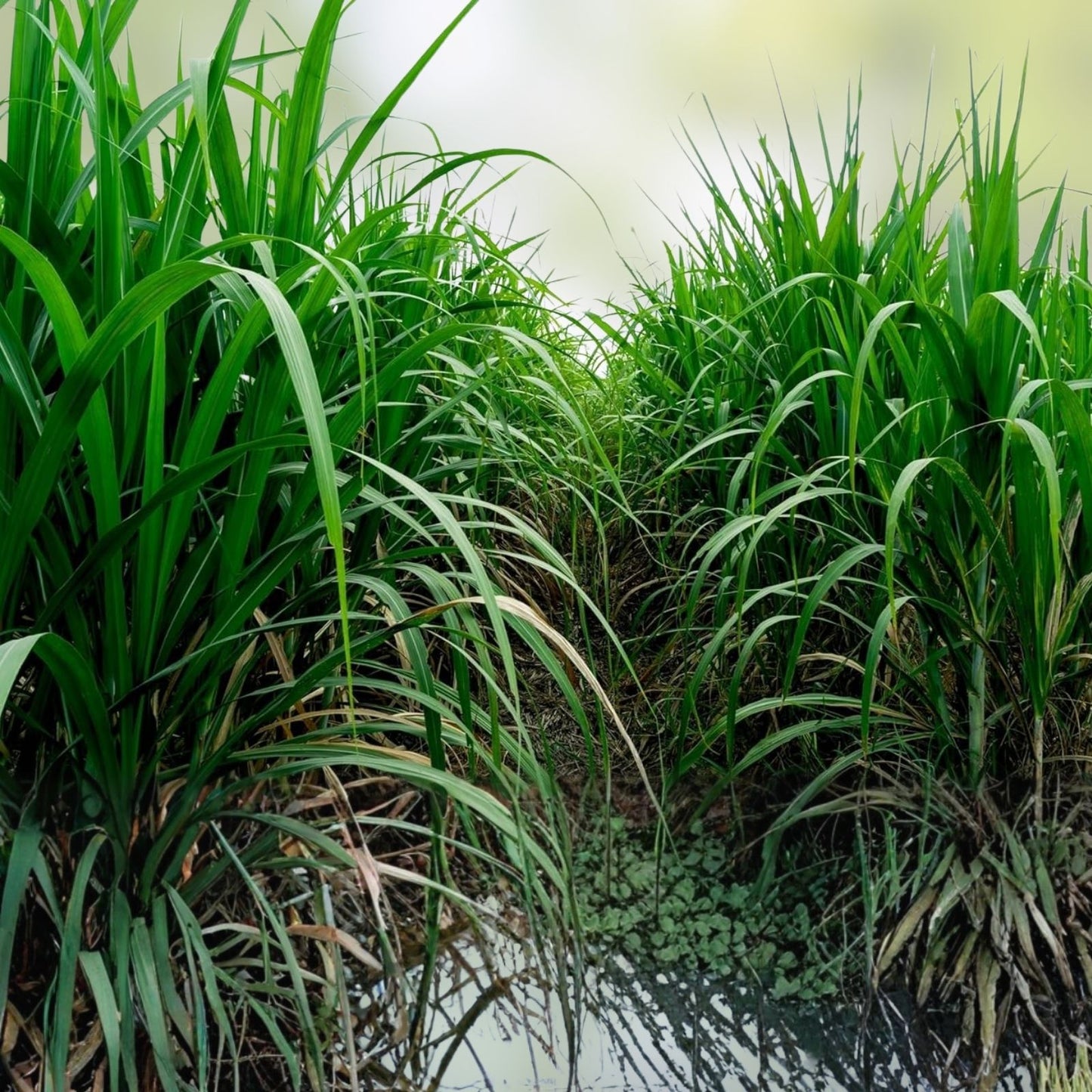 Elephant Grass Seeds Tall Perennial Miscanthus giganteus High-Quality Grass Seeds Made in USA from Iowa