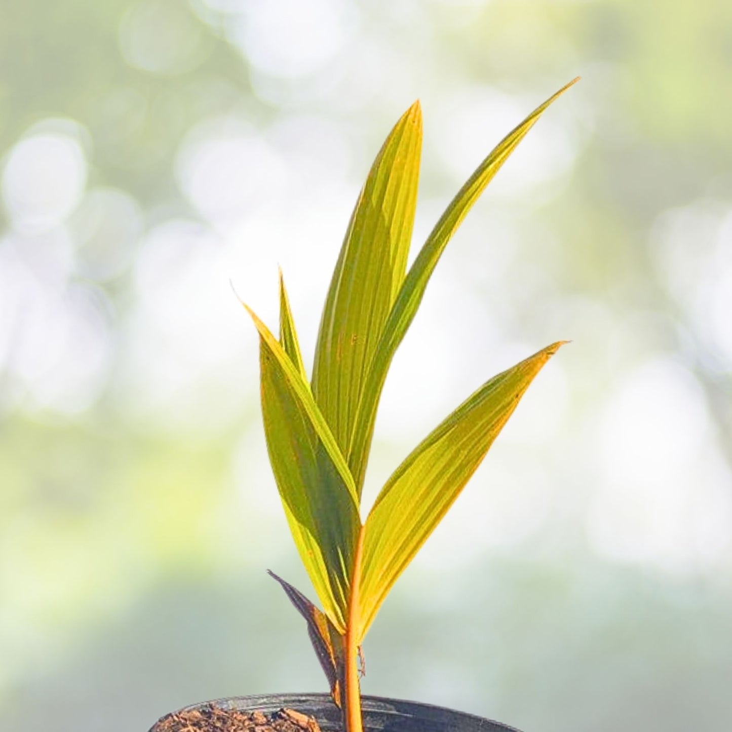 Sprouted Yellow Dwarf Coconut Tree 6–8" - Rare Live Plant, Cocos nucifera - Costa Rican Variety