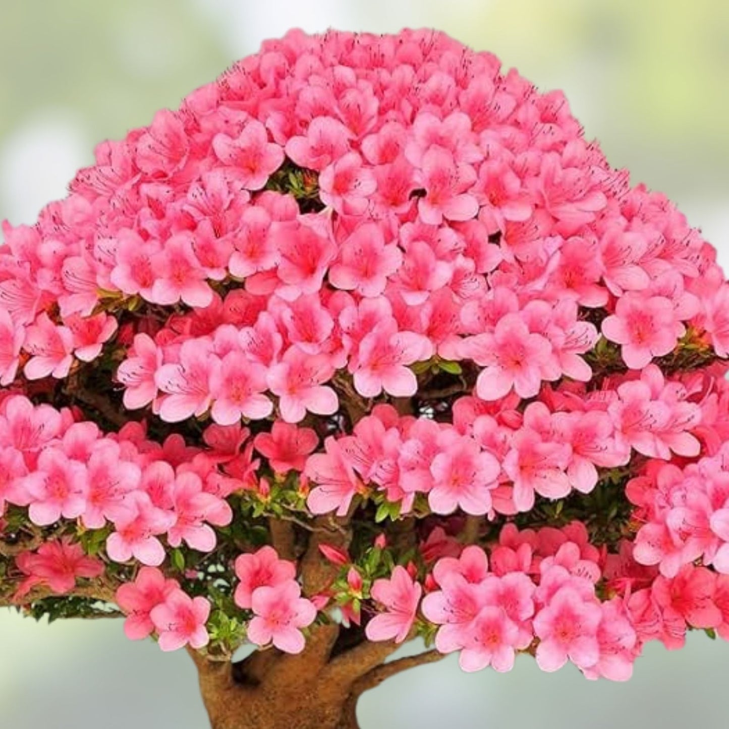 Bonsai Seeds 10 Pack - Judas Tree Cercis siliquastrum Flowering Tree for Bonsai Cultivation