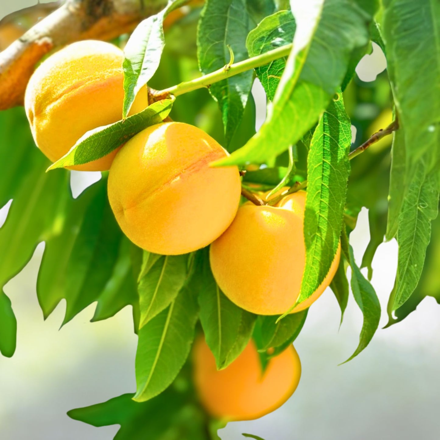 Yellow Peach Tree Cuttings 5''-7'' Organic Fast Growing Cold Hardy Prunus persica