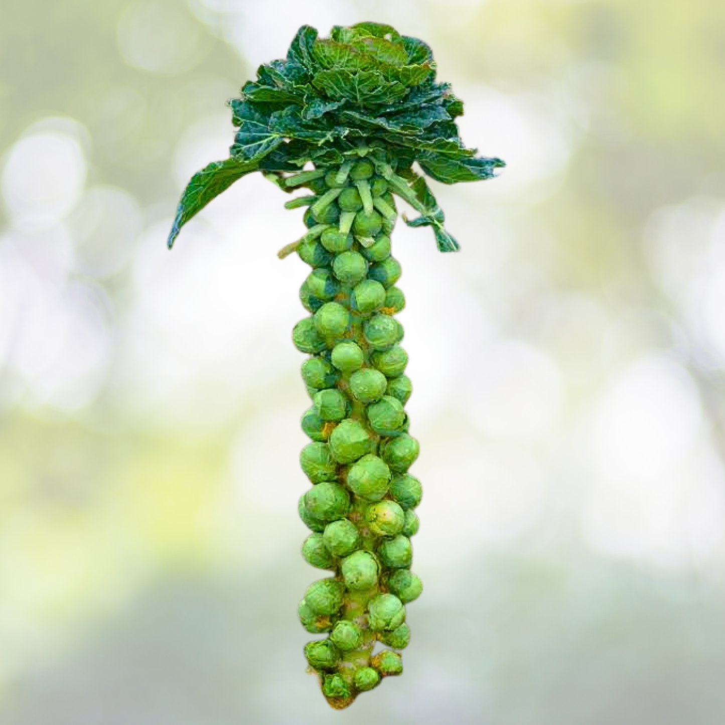 Brussel Sprouts Seeds - 500 Non-GMO Long Island Improved - Compact Variety, Brassica oleracea