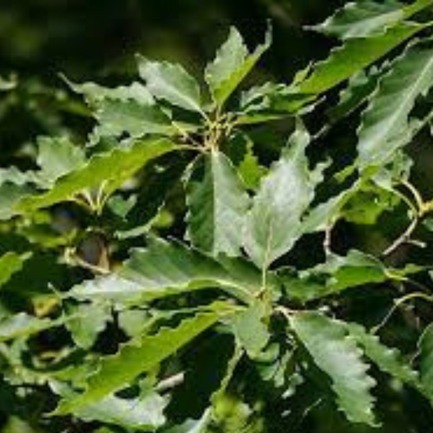 Chestnut Oak Tree Seedlings Quercus prinus Native Hardwood Live Plant 1 3 ft for Landscaping Reforestation