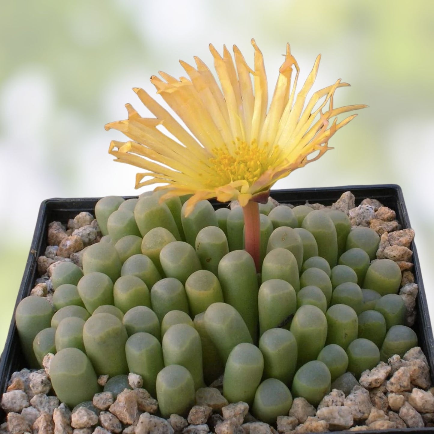Fenestraria rhopalophylla Seeds - Baby Toes Ice Plant - 50 Pack - Living Rock Succulent Seeds - Exotic Desert Plant