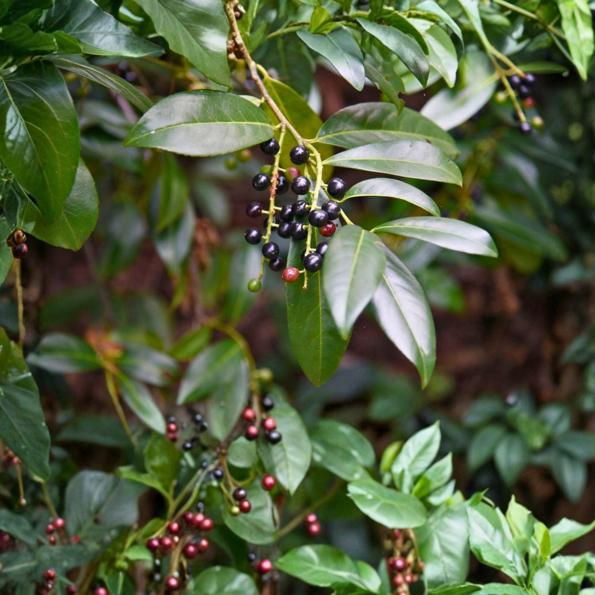 Cherry Laurel Cuttings 50+ Unrooted Shrubs Hedges Evergreen Prunus laurocerasus Organic
