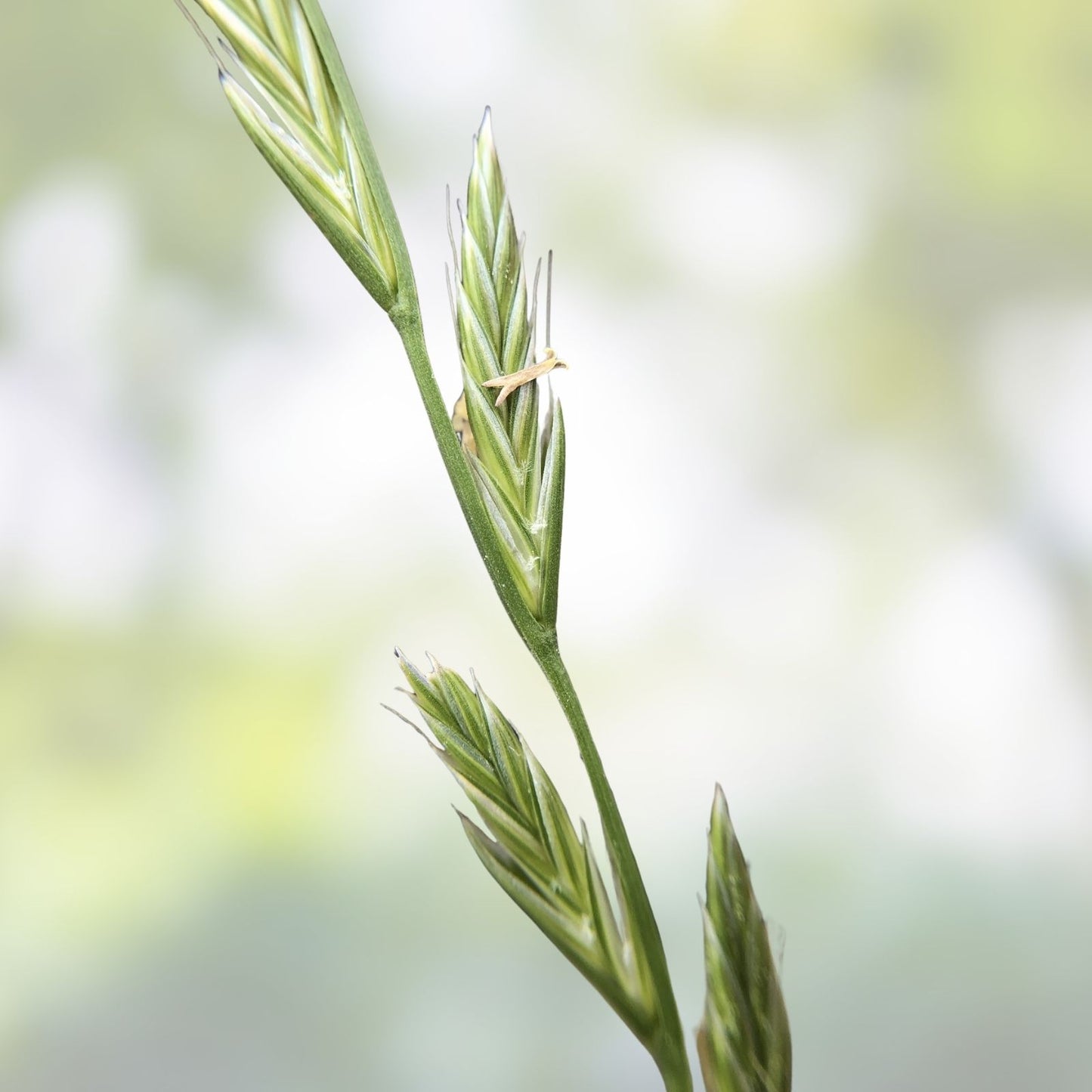 Italian Rye Grass Seeds 1 lb - Premium Green Lawn Grass - Lolium multiflorum - Fast Germination, Cool Season Turf Seed