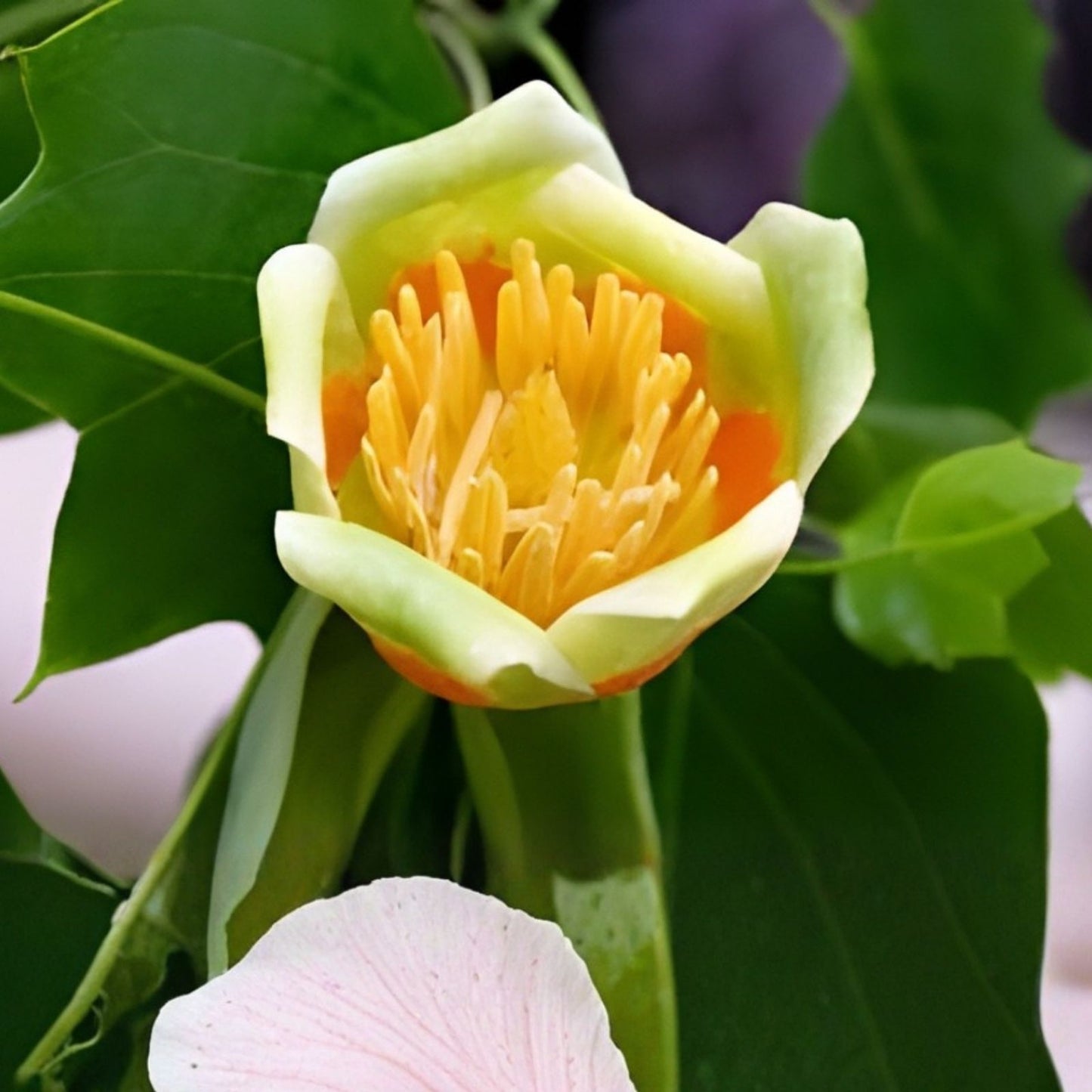 20 Tulip Poplar Seeds - Liriodendron tulipifera - Tulip Tree with Large Flowers - USA Grown