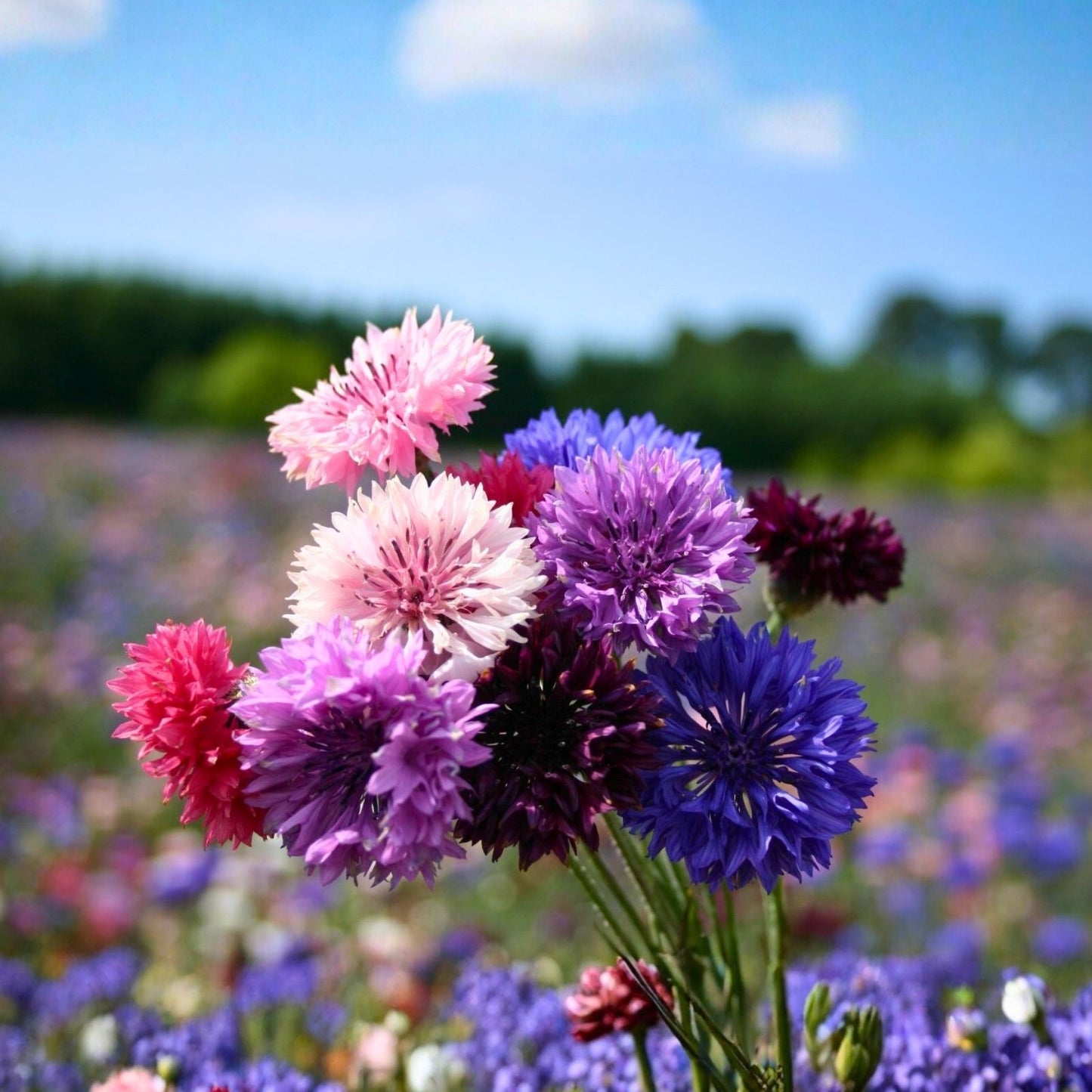 Dwarf Polka Dot Mix Bachelor Button Seeds - 50 Pack Bright Colors Centaurea cyanus Flower Seeds