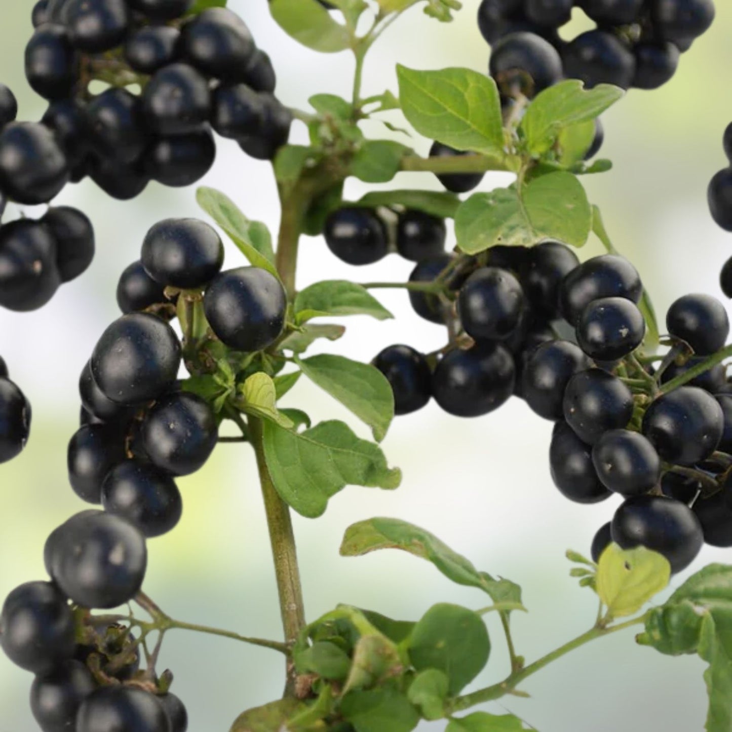Huckleberry Seeds for Planting 30 Non-GMO Fruit Seeds Vaccinium spp. | Berry Bush Garden Seeds