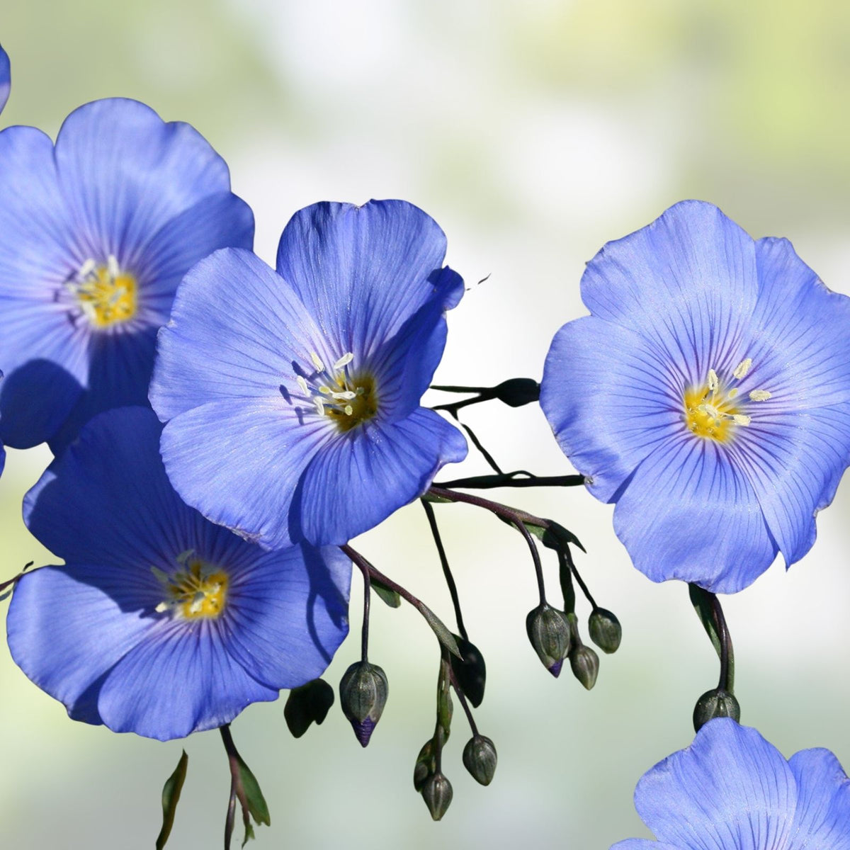 Blue Flax Seeds Pack – 1000+ Seeds for Garden, Striking Blue Flowers, Linum perenne, Wildflower, Native Plant, Ornamental Flower Seed