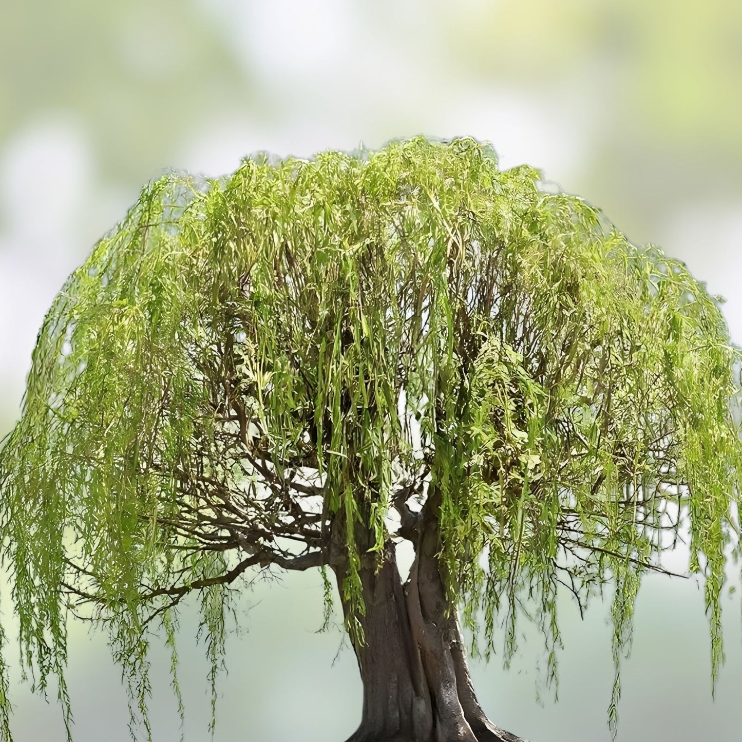 Bonsai Willow Tree Bundle - 3 Large Trunk Cuts - Exotic Bonsai Salix - Live Indoor Plant Gift