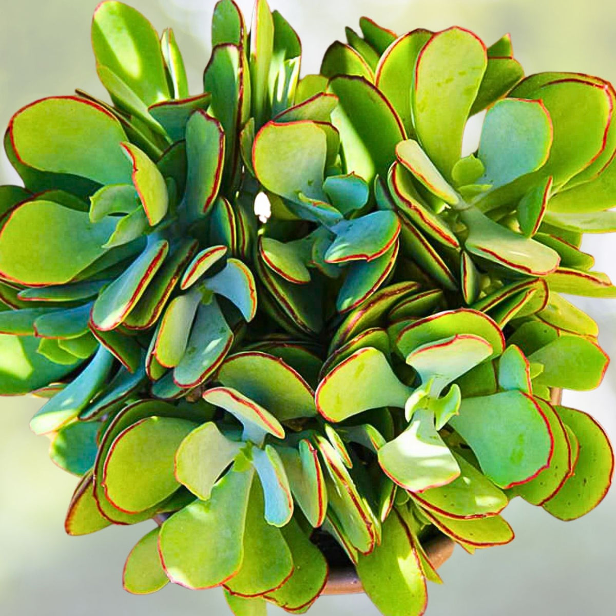 Echeveria shaviana Succulent Plant 2.5" Live Seedling Green Decorative Houseplant