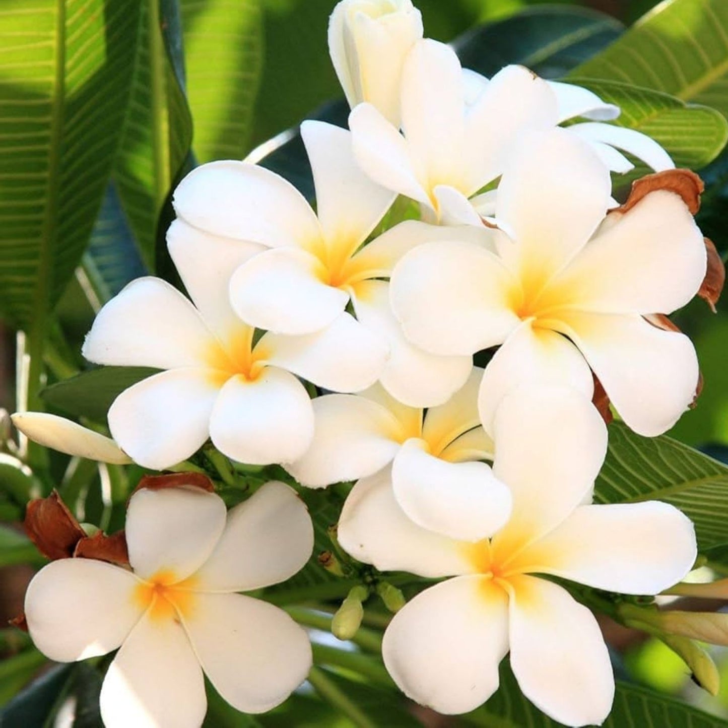 Plumeria Cuttings 8-10" Single Tip, Vibrant Color, Frangipani, Plumeria spp.
