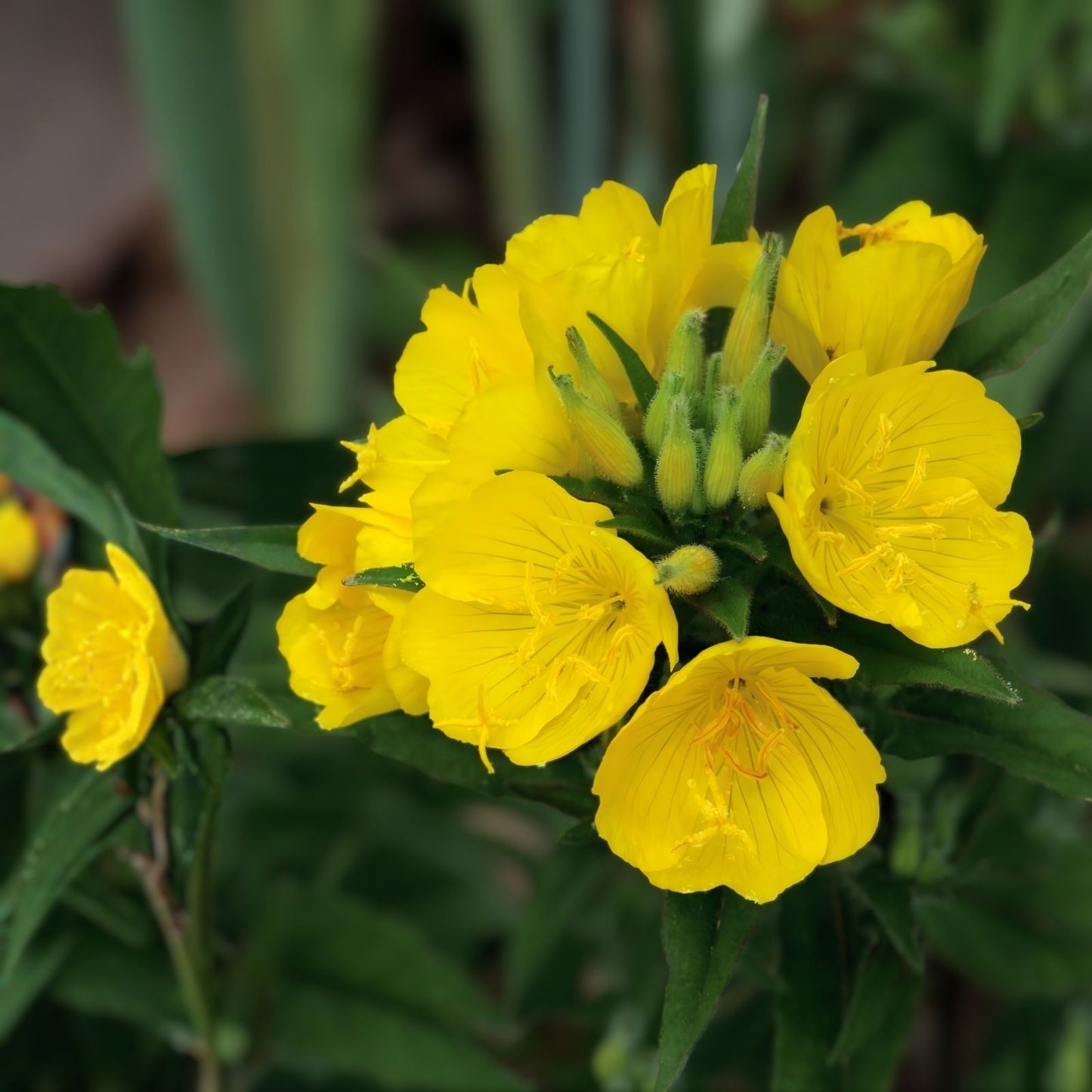 Evening Primrose Seeds – 200 Organic Dwarf Perennial Seeds – Oenothera biennis – USA Grown, Free Shipping