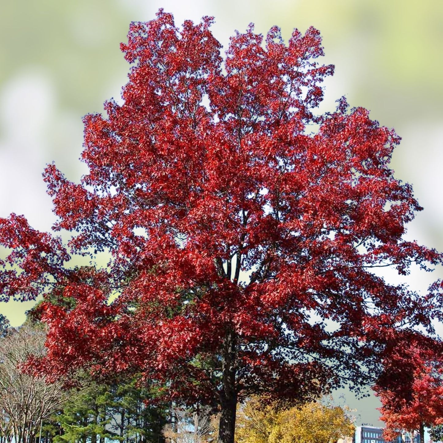Shumard Oak Tree Live Plant Set of 2 – Hardy Shade Trees, Quercus shumardii, 16+ Inches, Landscaping Trees