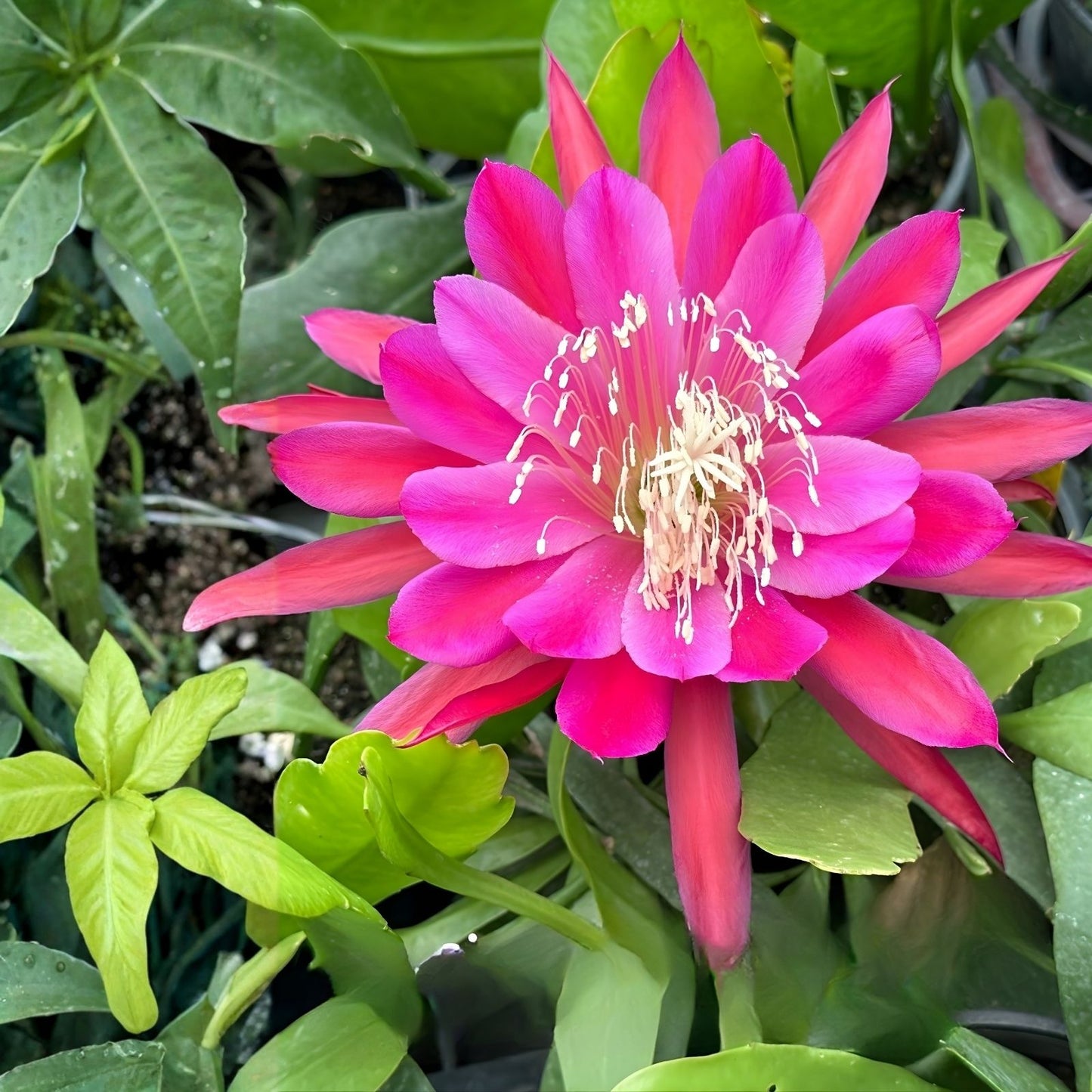 Epiphyllum Cuttings 8-10 Inches Marmalade Punch Unrooted Succulent Plant Epiphyllum Hybrid
