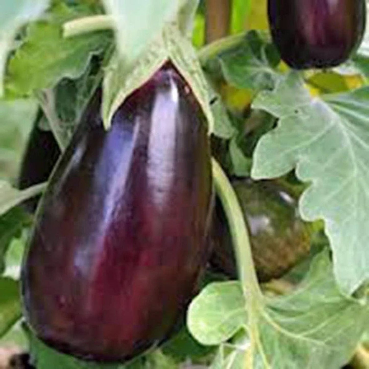 Bride Eggplant Seeds - 40 Organic Non-GMO Heirloom Seeds - USA Grown - Vegetable Garden Seed Pack