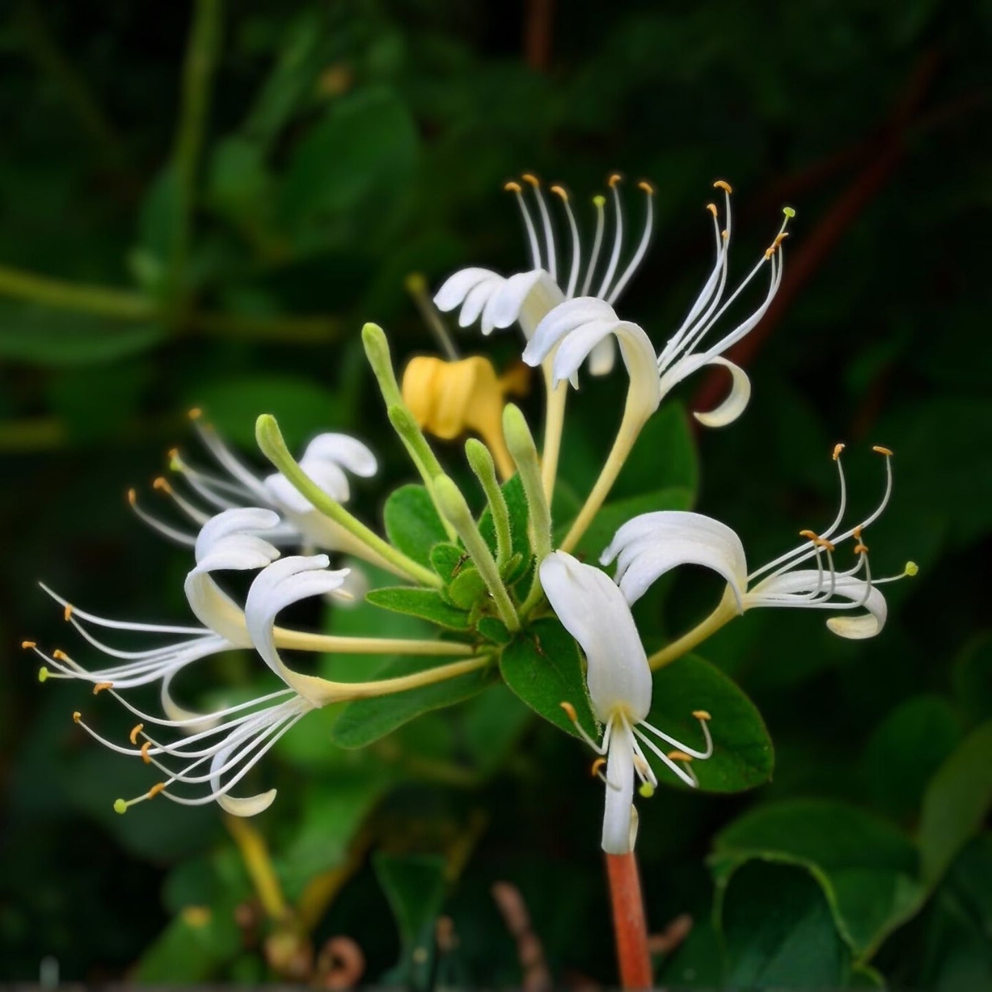 Honeysuckle Vine Live Starter Plants Set of 2, Lonicera japonica, Fast-Growing Climbing Garden Plants