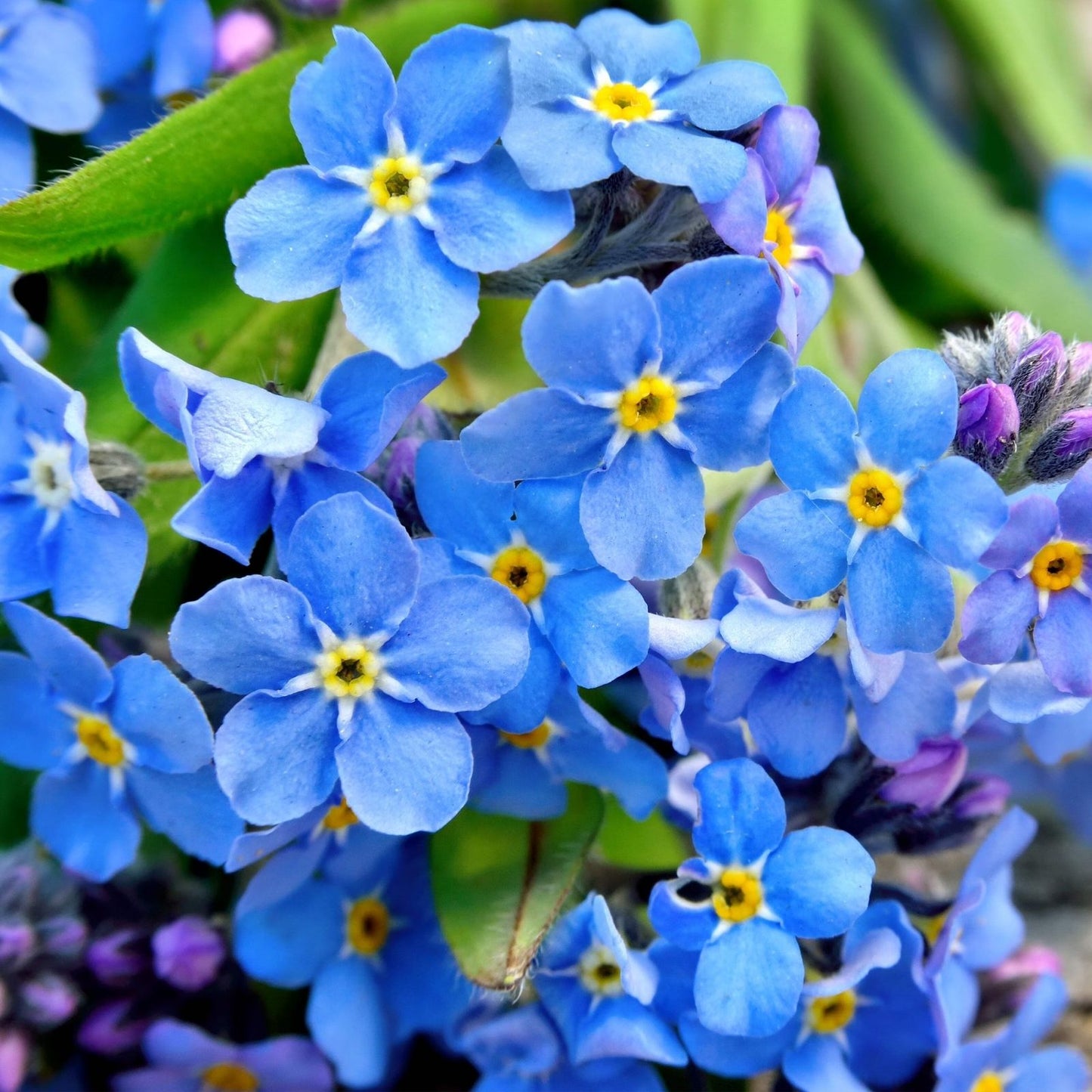 Blue Forget Me Not Seeds - 5,000+ Pack - Easy to Grow Wildflower Seeds - Myosotis sylvatica