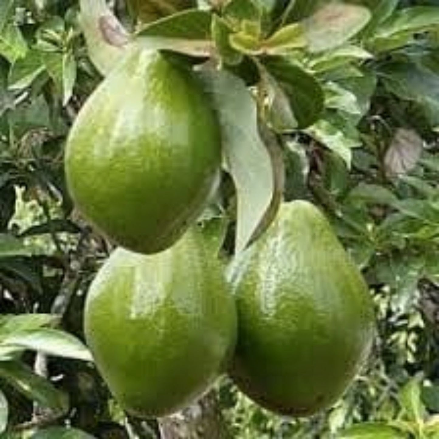 Nabal Avocado Grafting Scions - 2-3 Grafts Per Scion - Budwood for Propagation - Persea americana