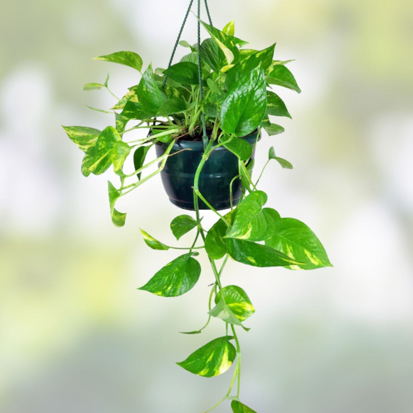 Single Leaf Pothos Cuttings 20 Count with Healthy Roots Epipremnum aureum Houseplant Propagation