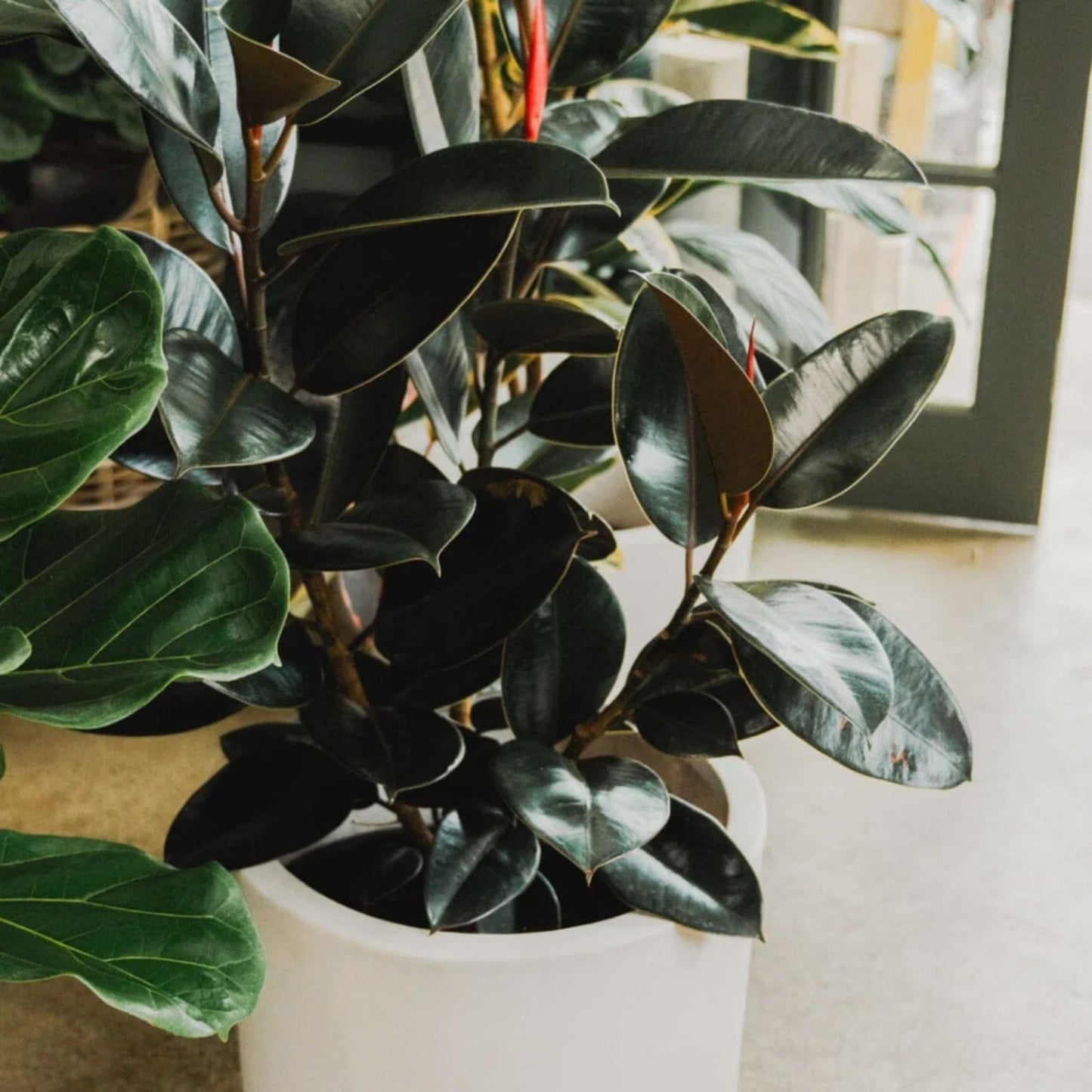 Brooklyn Dark Ficus elastica Cutting – 3 Nodes, 8 Inches Long, Indoor Plant, Houseplant, Easy Care, Decorative Foliage