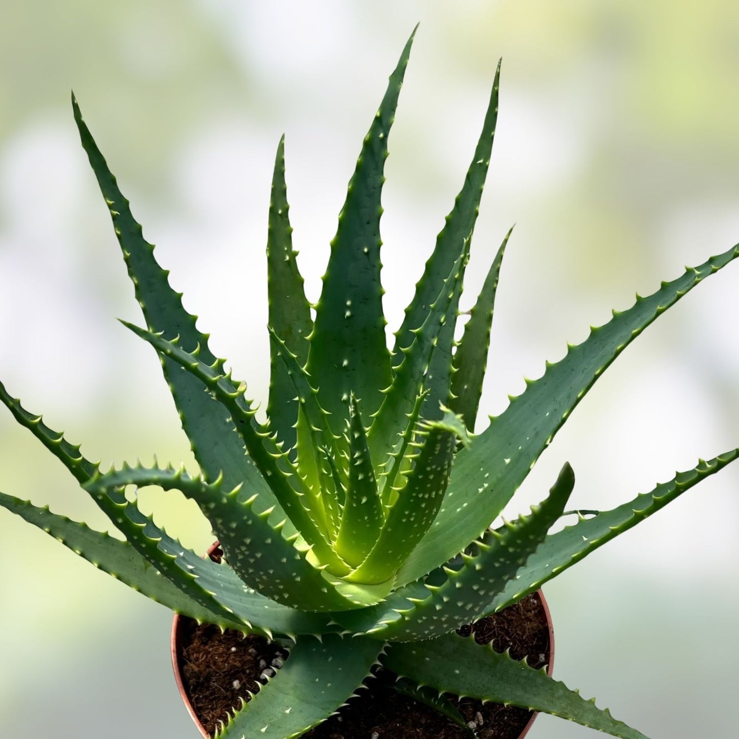 Fresh Aloe Arborescens Leaves 14oz – Succulent Plant Cuttings from 10-Year-Old Aloe Vera Aloe arborescens