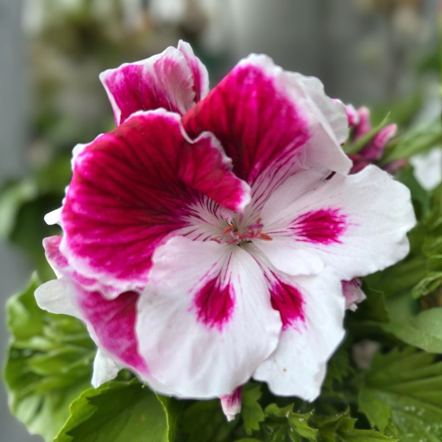 Live Geranium Plant 6-8” White and Purple Combination Pelargonium spp.