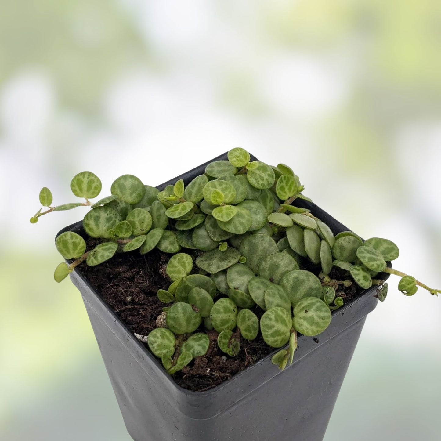 Succulent Cuttings 25 Live Plants String of Turtles & Hearts Pilea Cactus Mix for Home Decor & Gardening