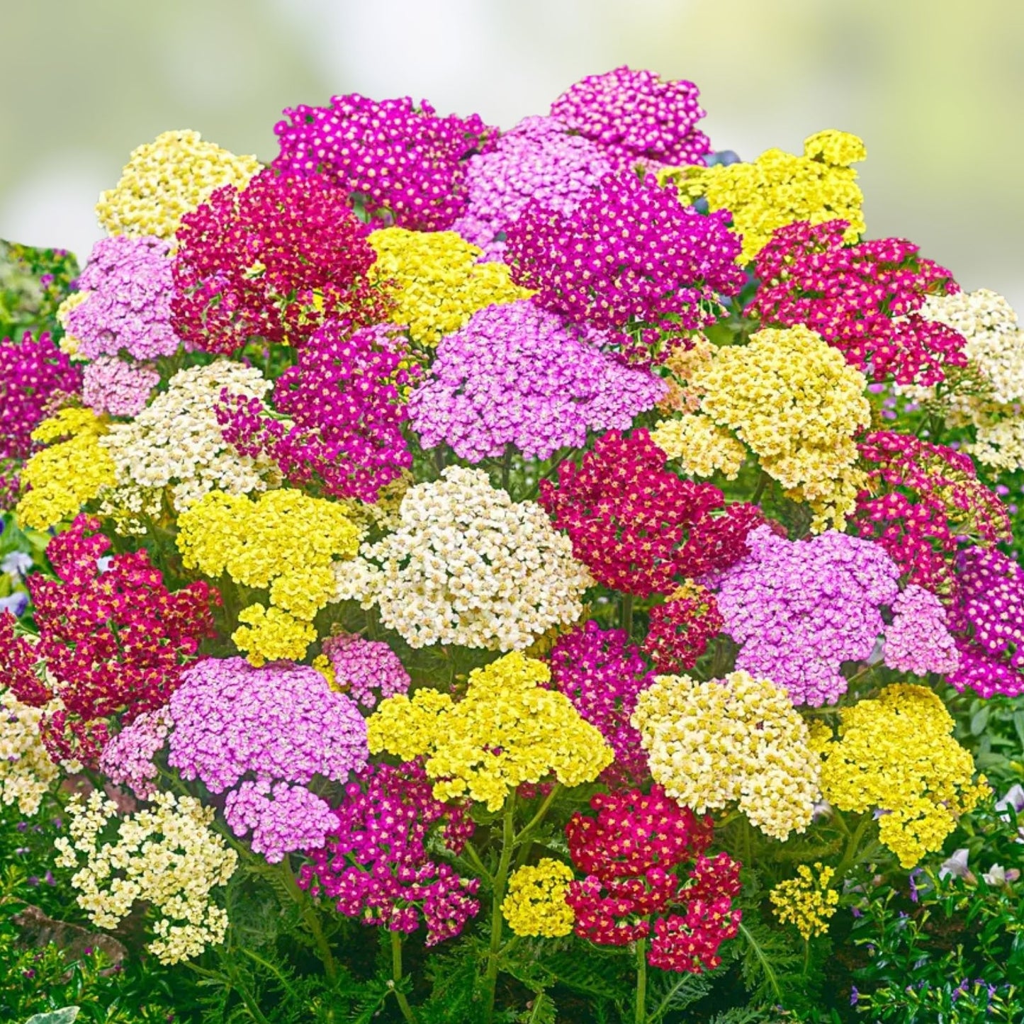 Yarrow Starter Plants Set of 3 | Mixed Colors | Perennial Herb | Achillea millefolium Bare Root Plants