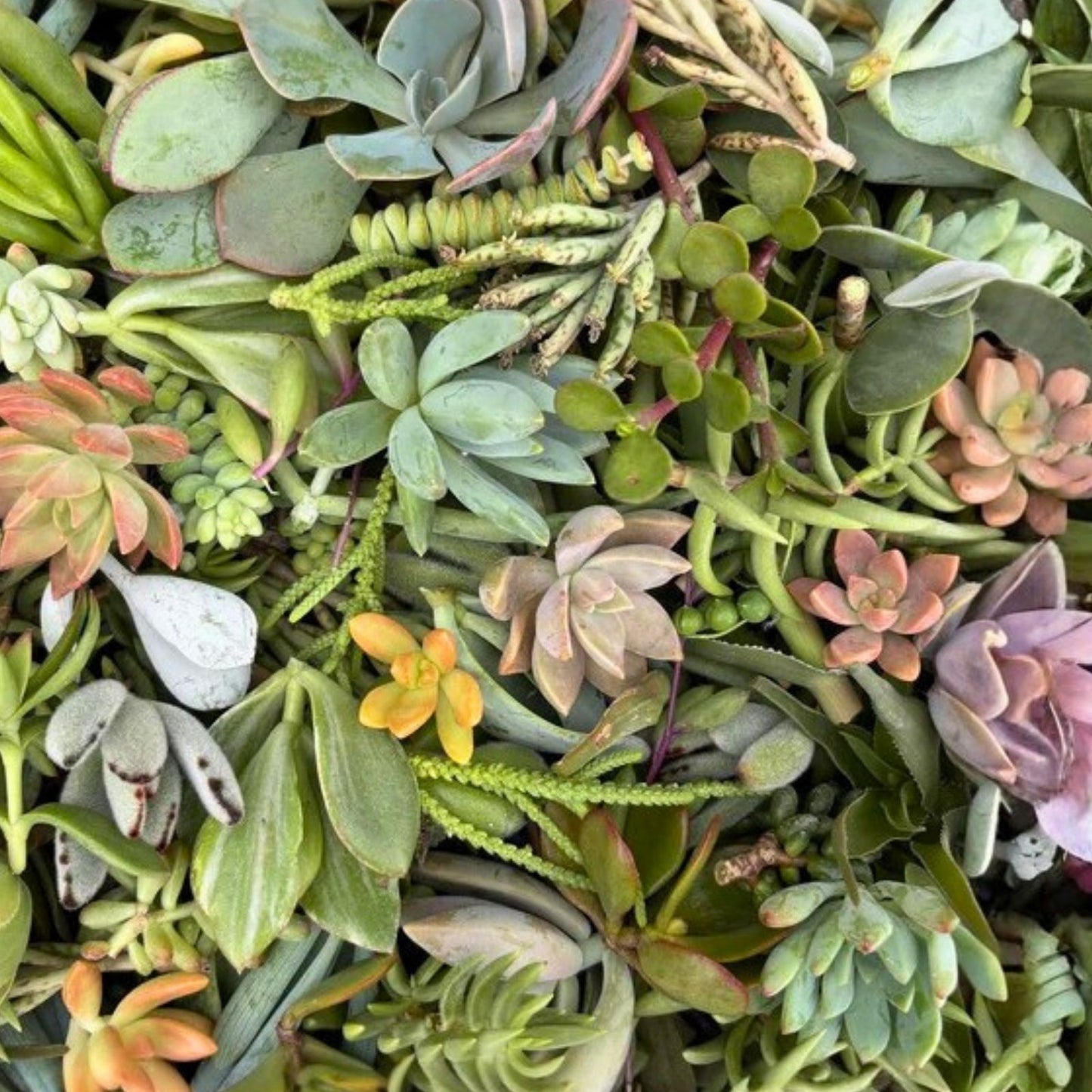 Organic Succulent Cuttings 12-Pack Assorted Varieties for DIY Planters and Home Decor - Echeveria, Sedum, Aloe Vera