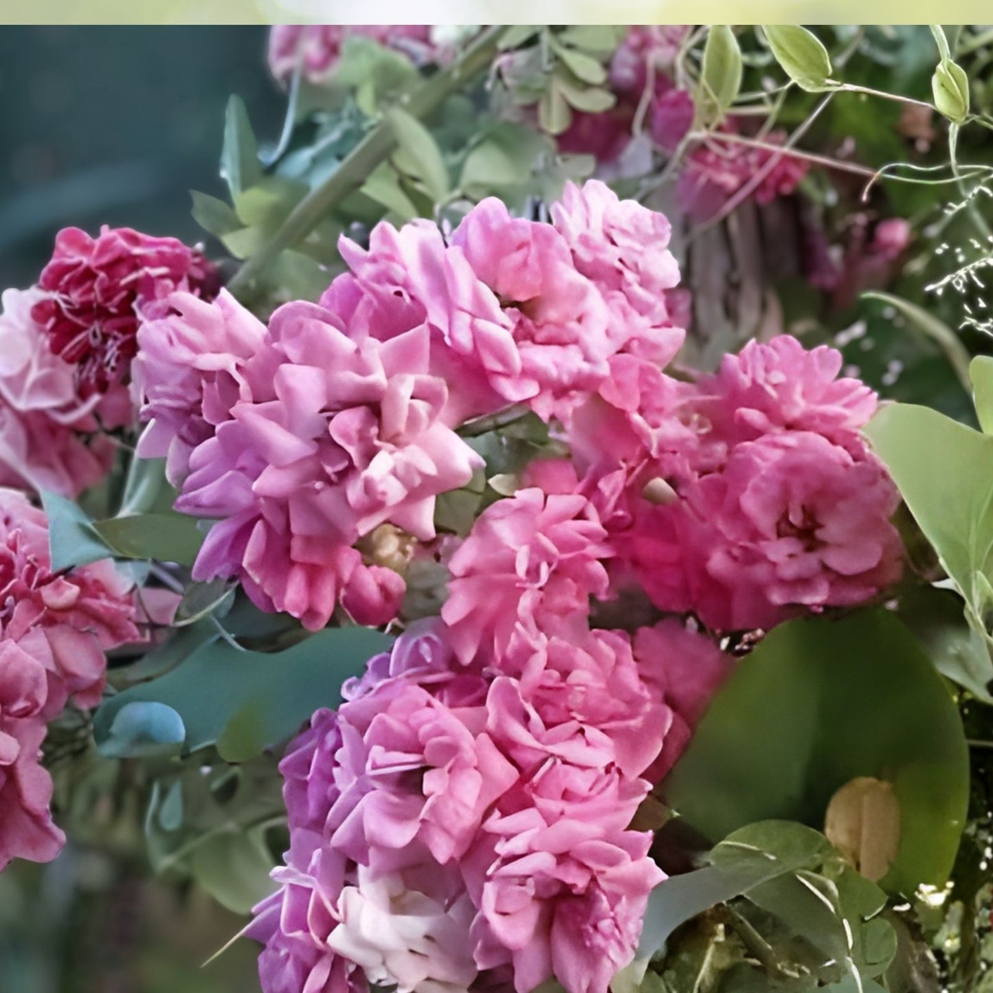 French Rose Cuttings - 4 Stems - Colorful Varieties - Rosa spp. - Garden Flower Propagation