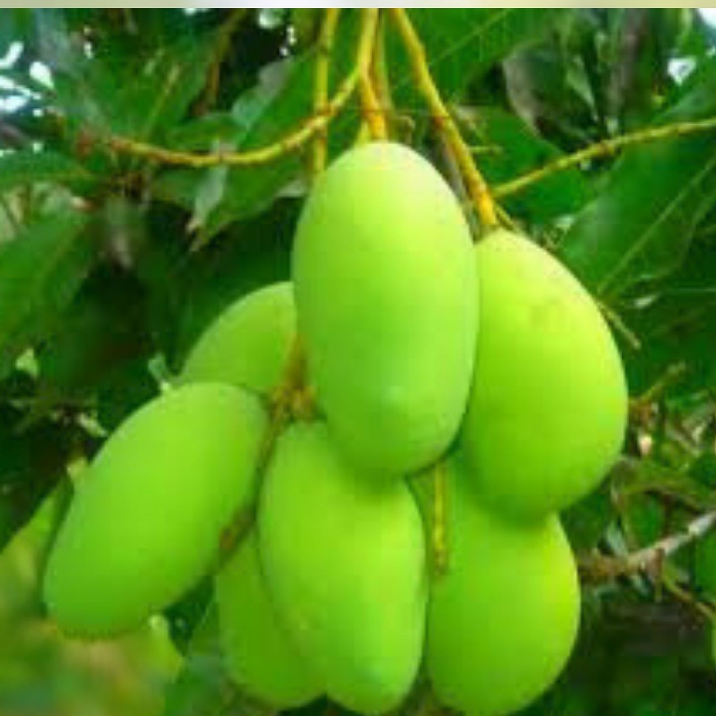 Mango Grafting Cuttings - 3 Bud Wood Venus Variety Mangifera indica for Fruit Tree Propagation
