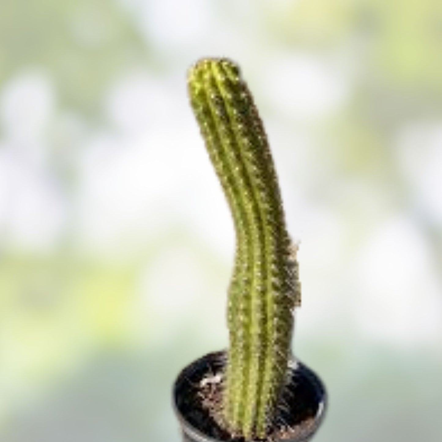 Cereus Thelegonus Cactus Cutting | Unique Succulent Plant for Home Decor and Gardening