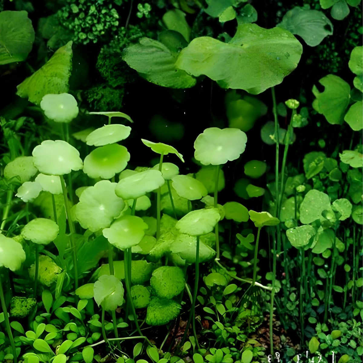 Whorled Pennywort Plant - Rare Aquatic Species for Water Gardens - Hydrocotyle verticillata - Native Southern Alabama Water Plant