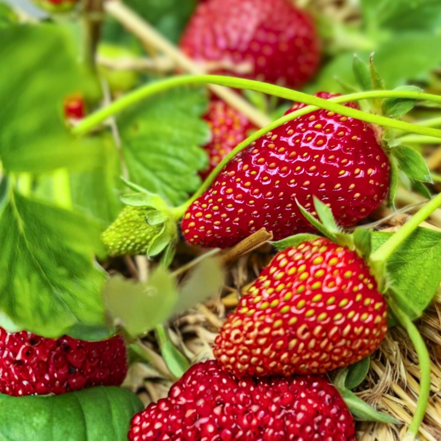 Wild Mock Strawberry Bare Root Plants | Duchesnea Indica | Edible Medicinal Herb with Berries and Leaves | 30+ Plants