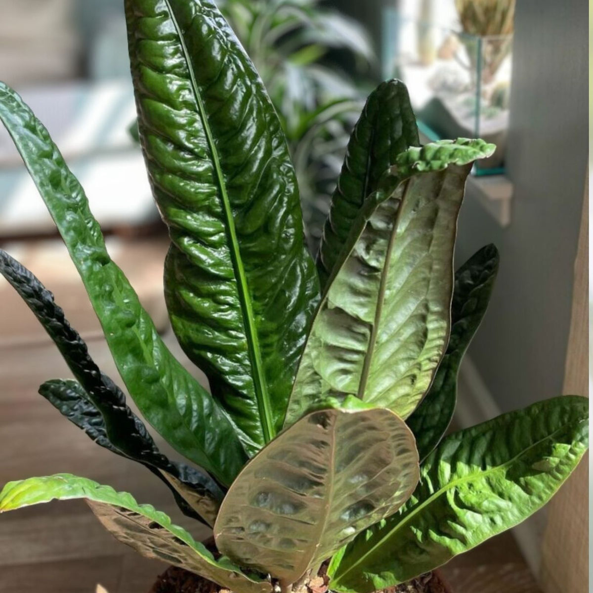Anthurium sp. superbum Plant - Tropical Indoor Houseplant - Unique Army Green Leaves - Rare Anthurium Variety