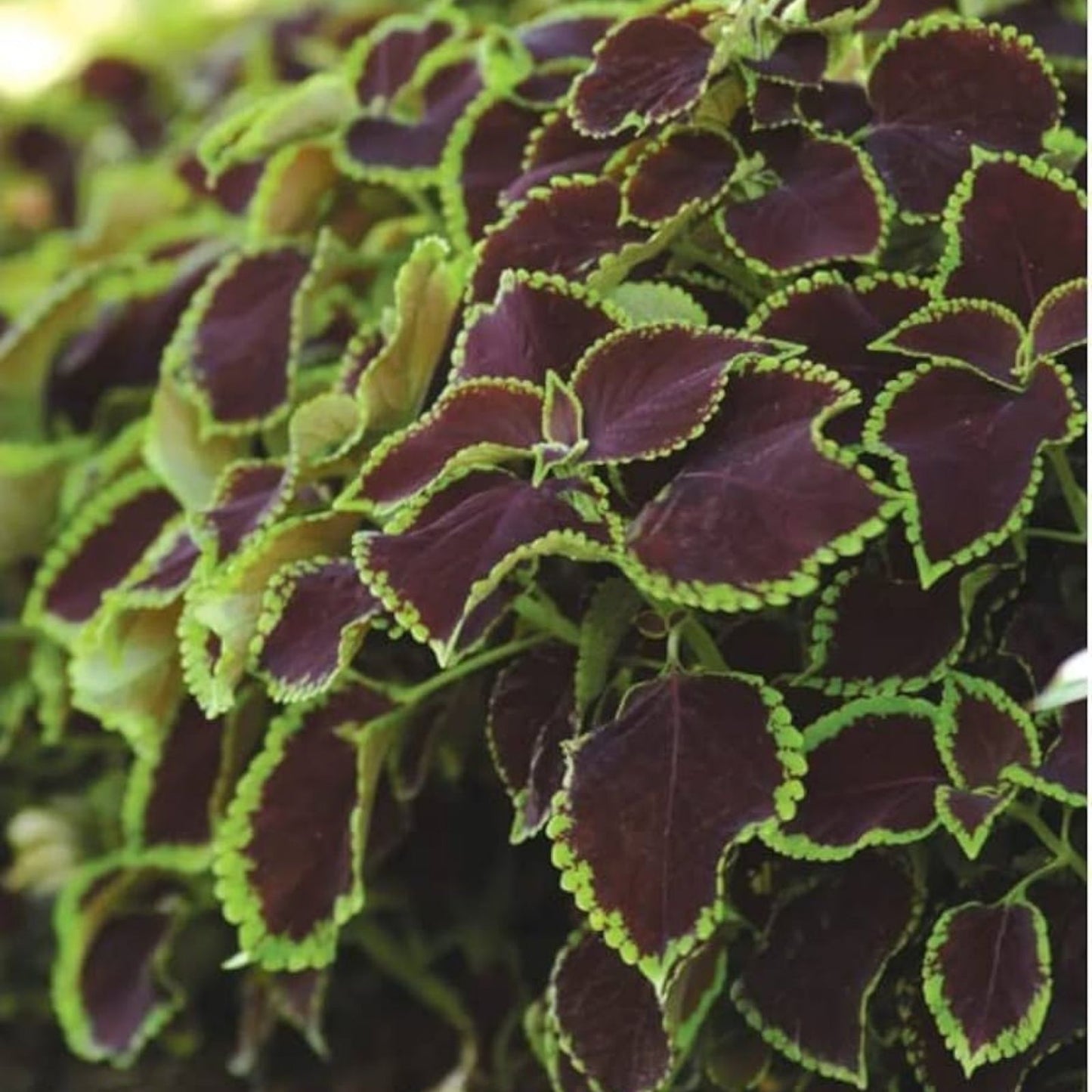 Coleus Seeds - 10 Rare Chocolate Mint Variegated Foliage - Vibrant Garden Plant - Plectranthus scutellarioides