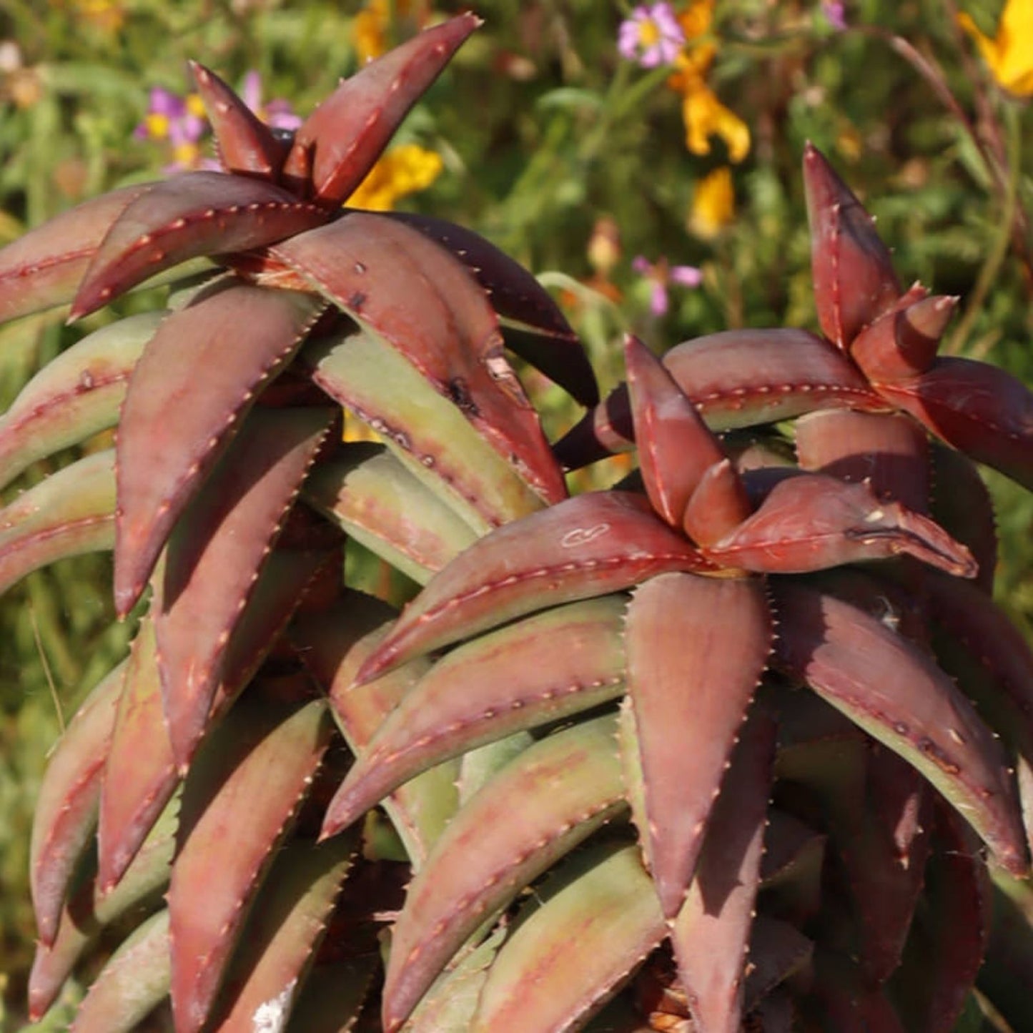 Aloe Pearsonii Hybrid Flowering Succulent Plant - Unique Green Variegated Leaves - Low Maintenance Houseplant