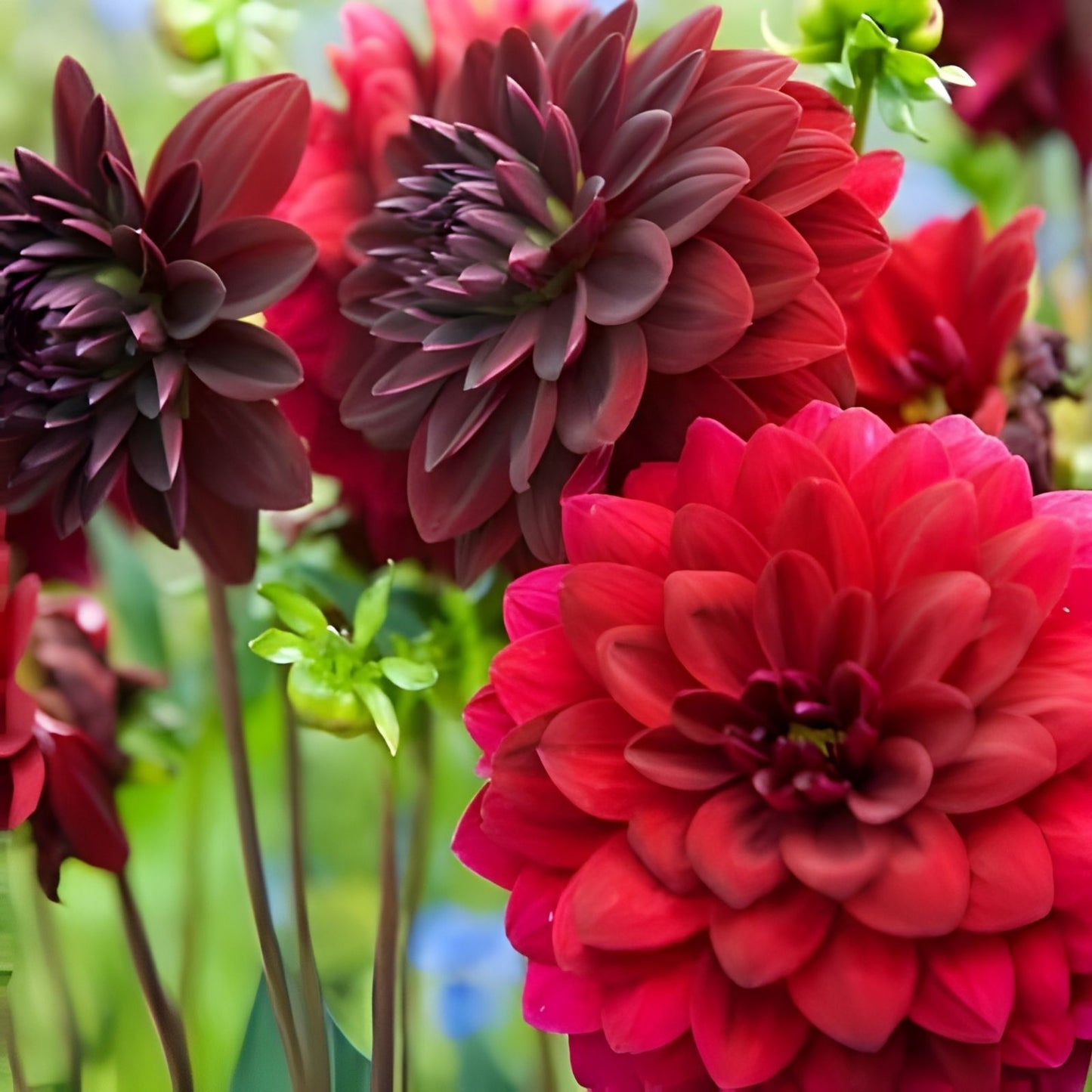 Dahlia Bulb Tuber - Burgundy Red Black - Decorative Flower - Attracts Butterflies - Dahlia 'Arabian Night' - Zones 3-11