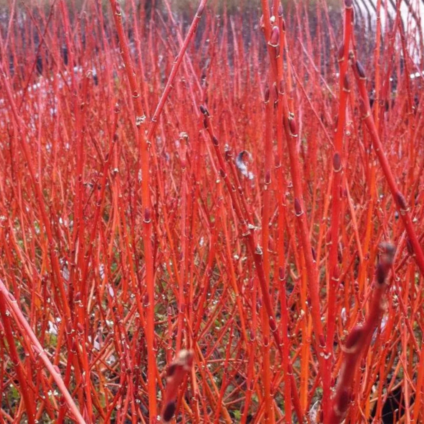 Red Flame Willow Trees 3 Gallon - Stunning Red Foliage - Salix purpurea - Ornamental Tree for Landscaping
