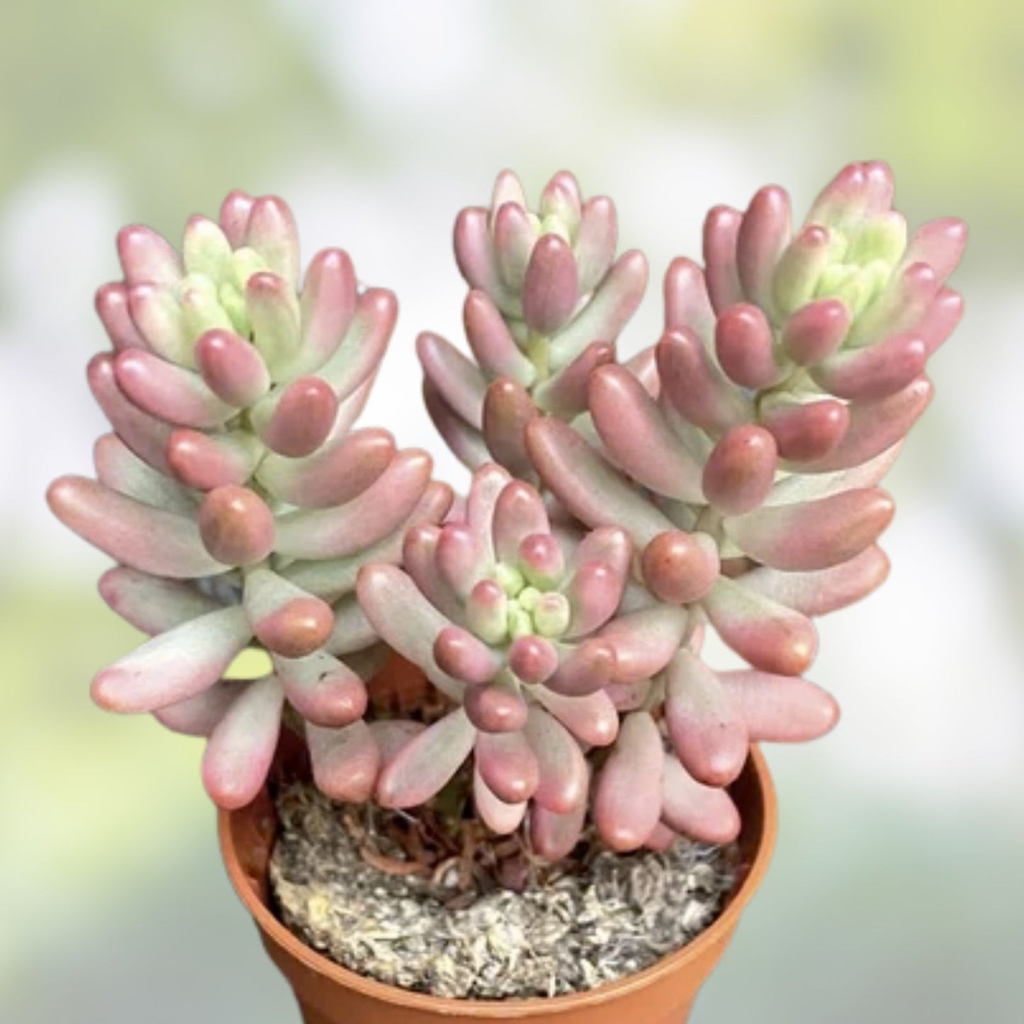 Sedum Rubrotinctum Aurora Pink Jelly Bean Variegated Succulent Cutting - Rare Houseplant, Live Succulent Plant