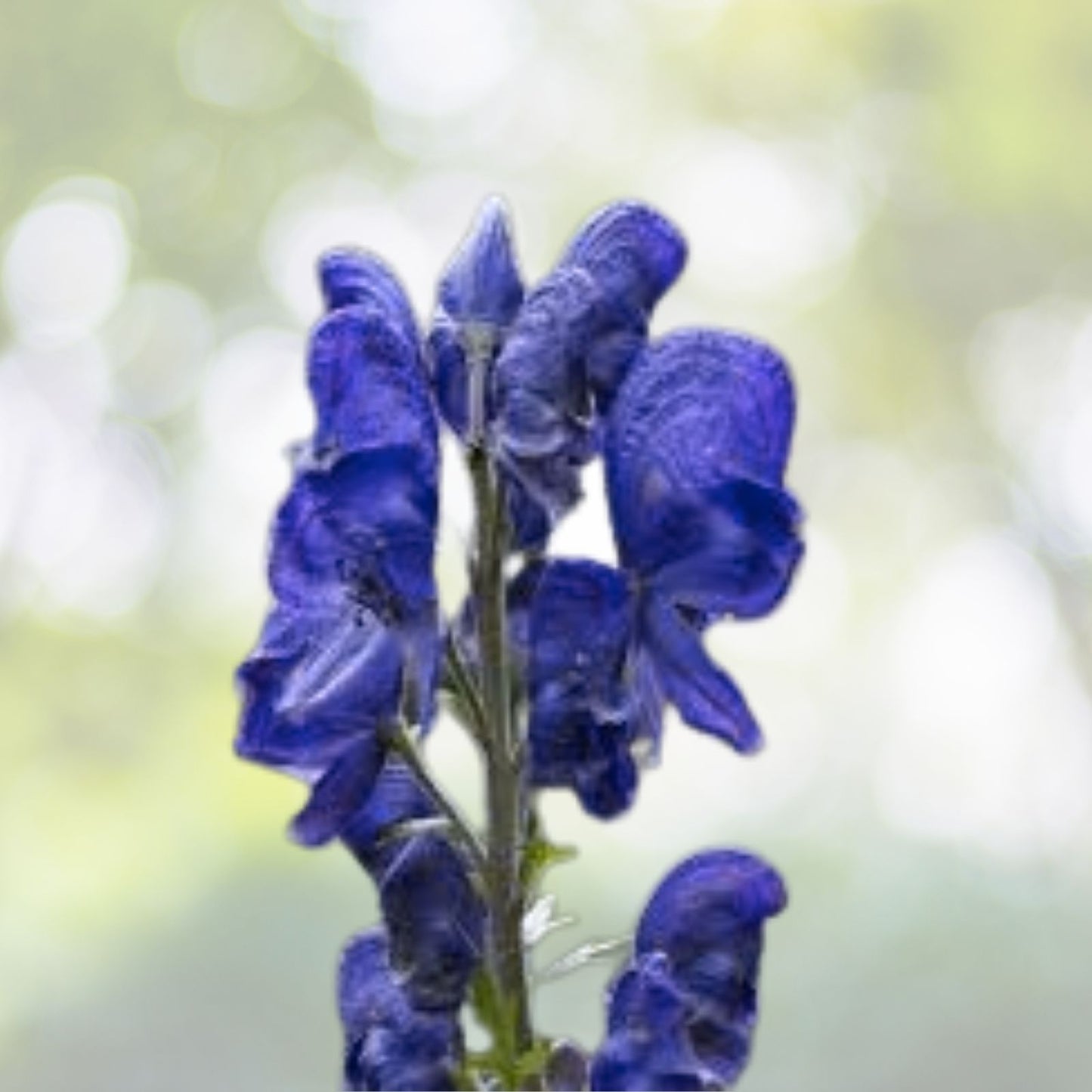 Bearded Monkshood Seeds - Organic 5 Pack - Aconitum barnatum - Rare Perennial Flowering Plant
