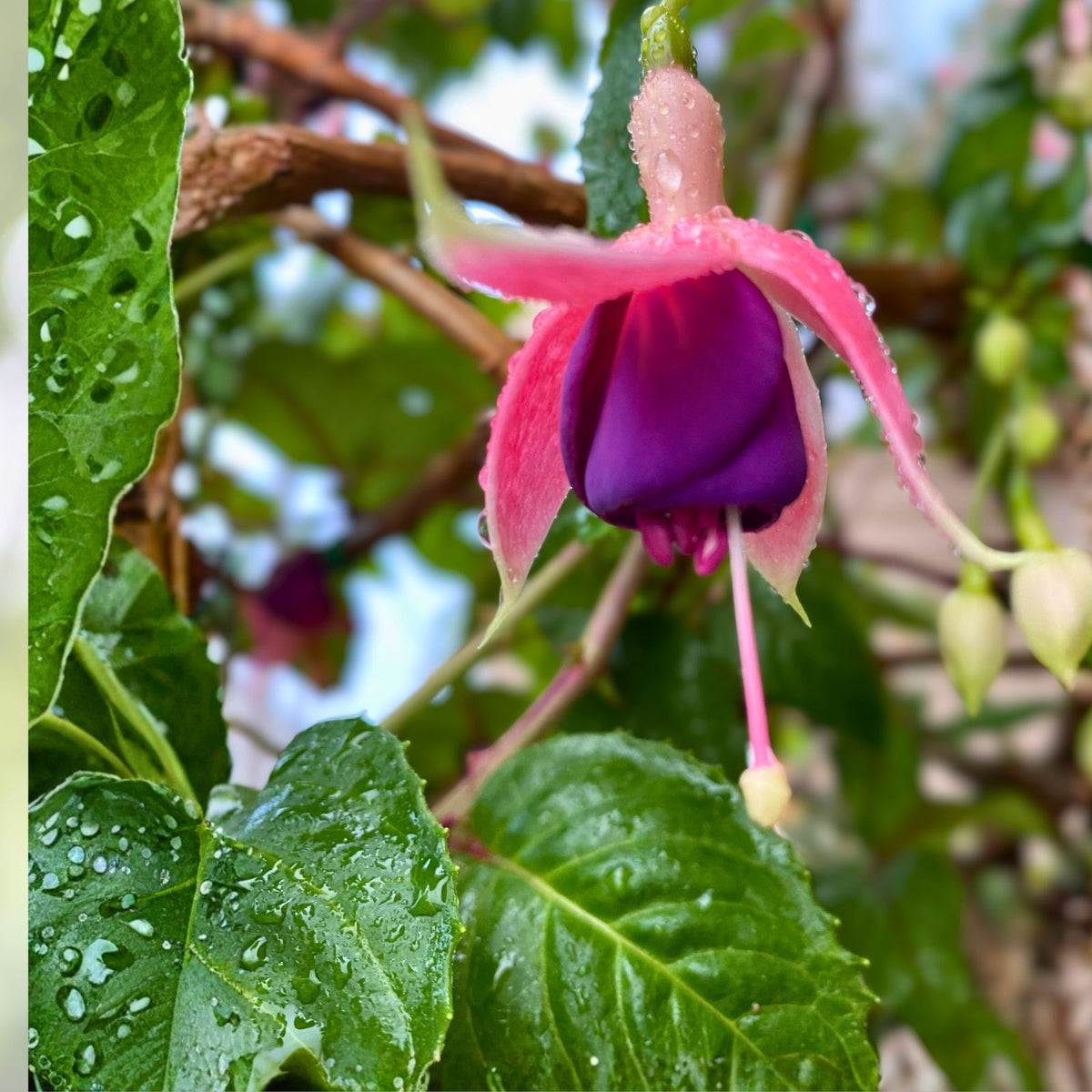 Live Blue Eyes Fuchsia Plants, 3” Pot, Fuchsia magellanica, Upright Variety, 6-8” Tall