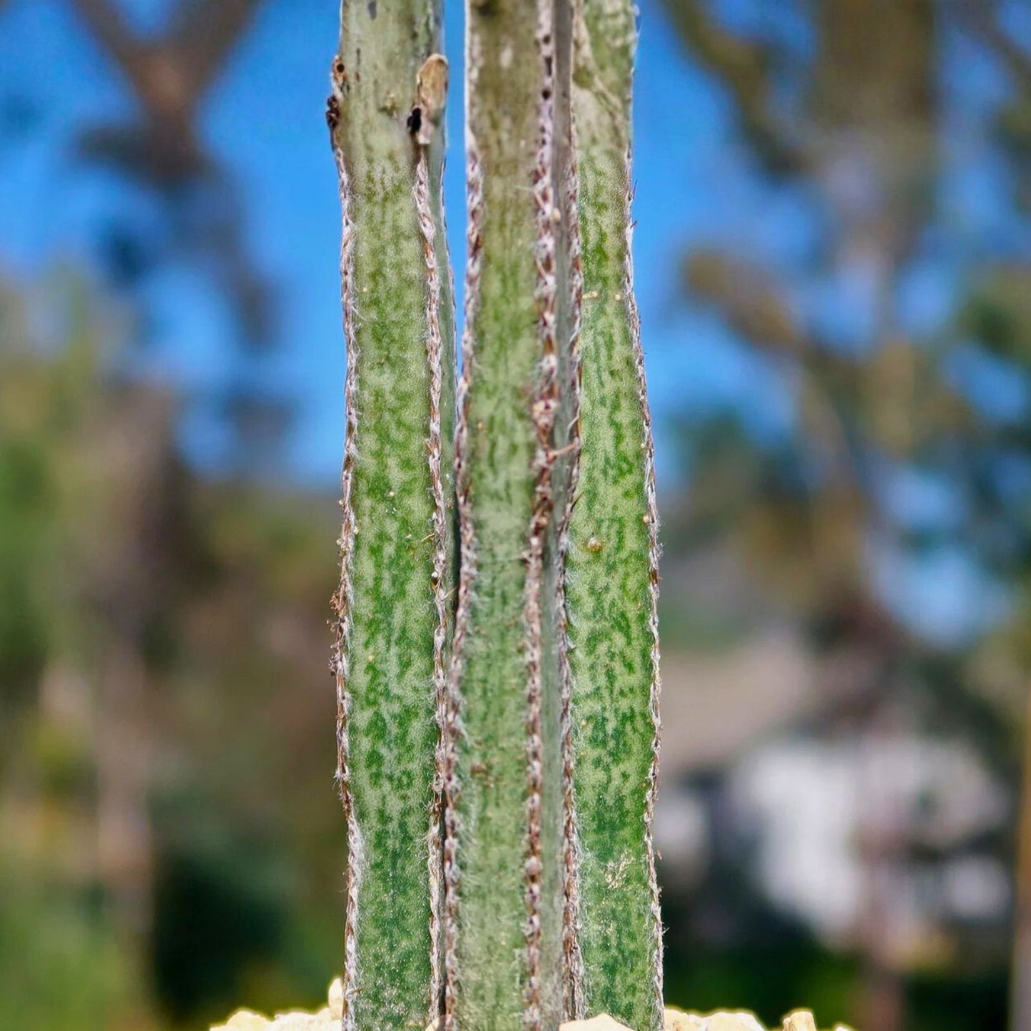 Rare Peniocereus greggii Succulent Plant Pups - Desert Cactus Variety - Unique Succulent Propagation Lot 1