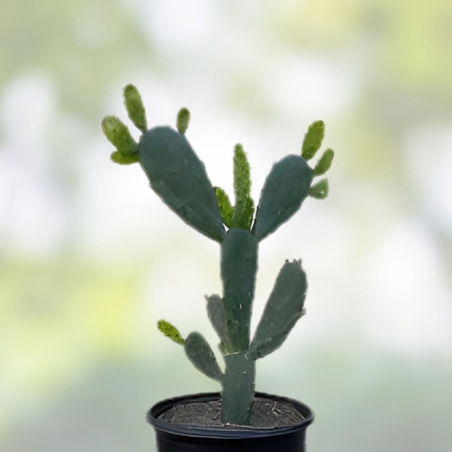 Cactus Cutting Candle Size Green Opuntia spp. Succulent Plant Propagation Piece